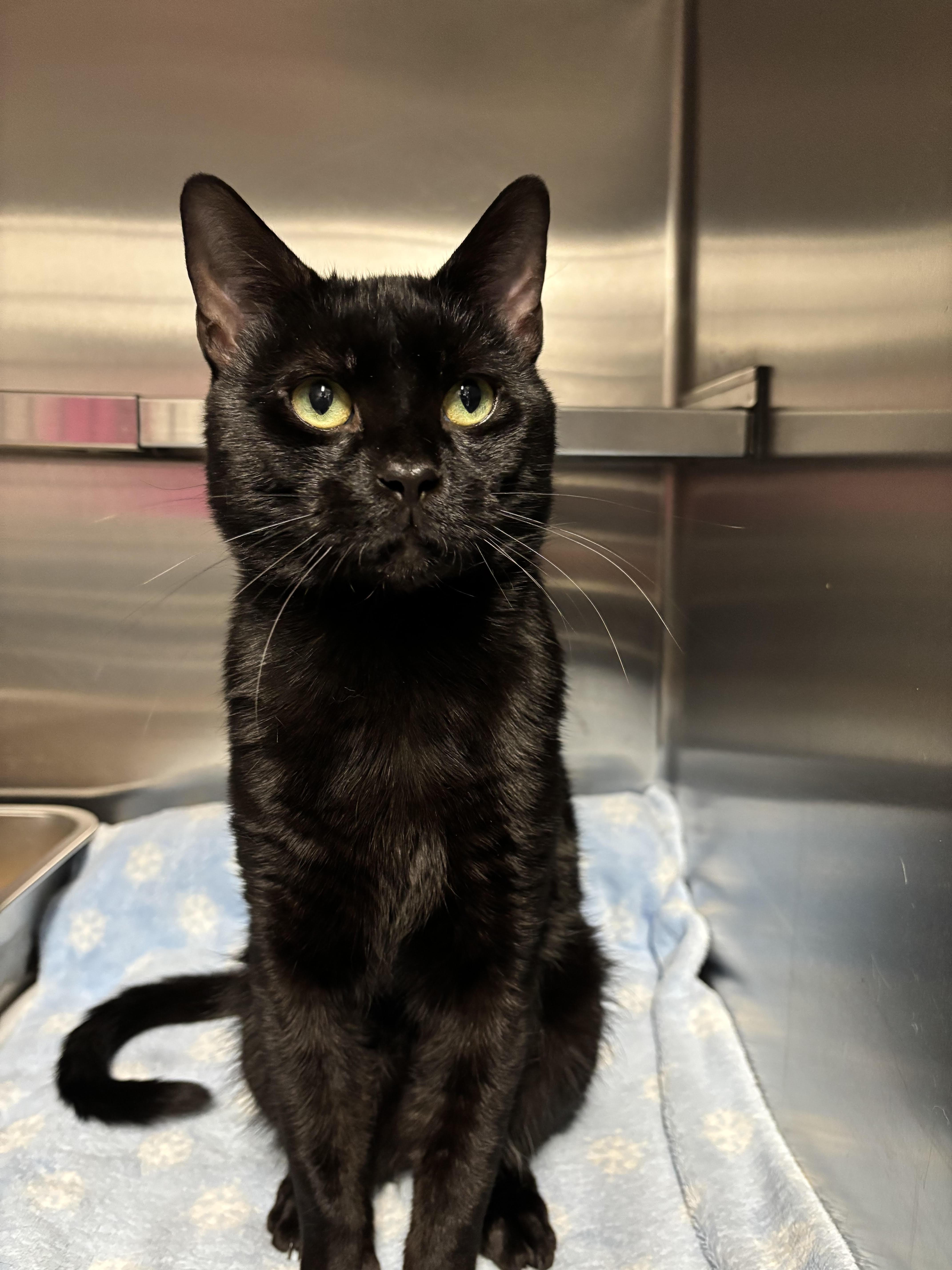 Enlarge Ernie, a Adoptable Domestic Short Hair in Marblehead, MA image 1/1