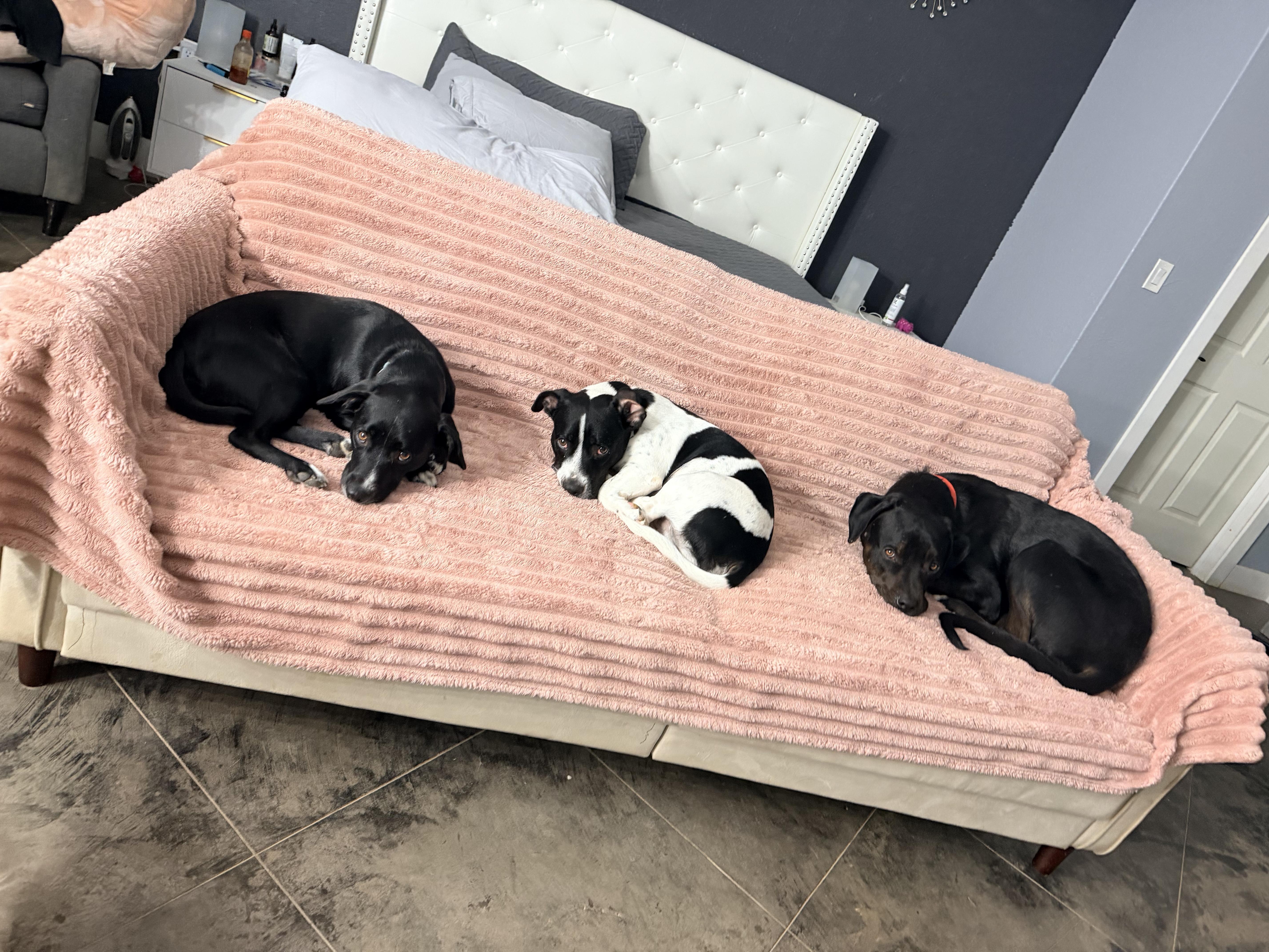 Enlarge Leo, a Adoptable mixed breed in Baker City, OR image 5/6