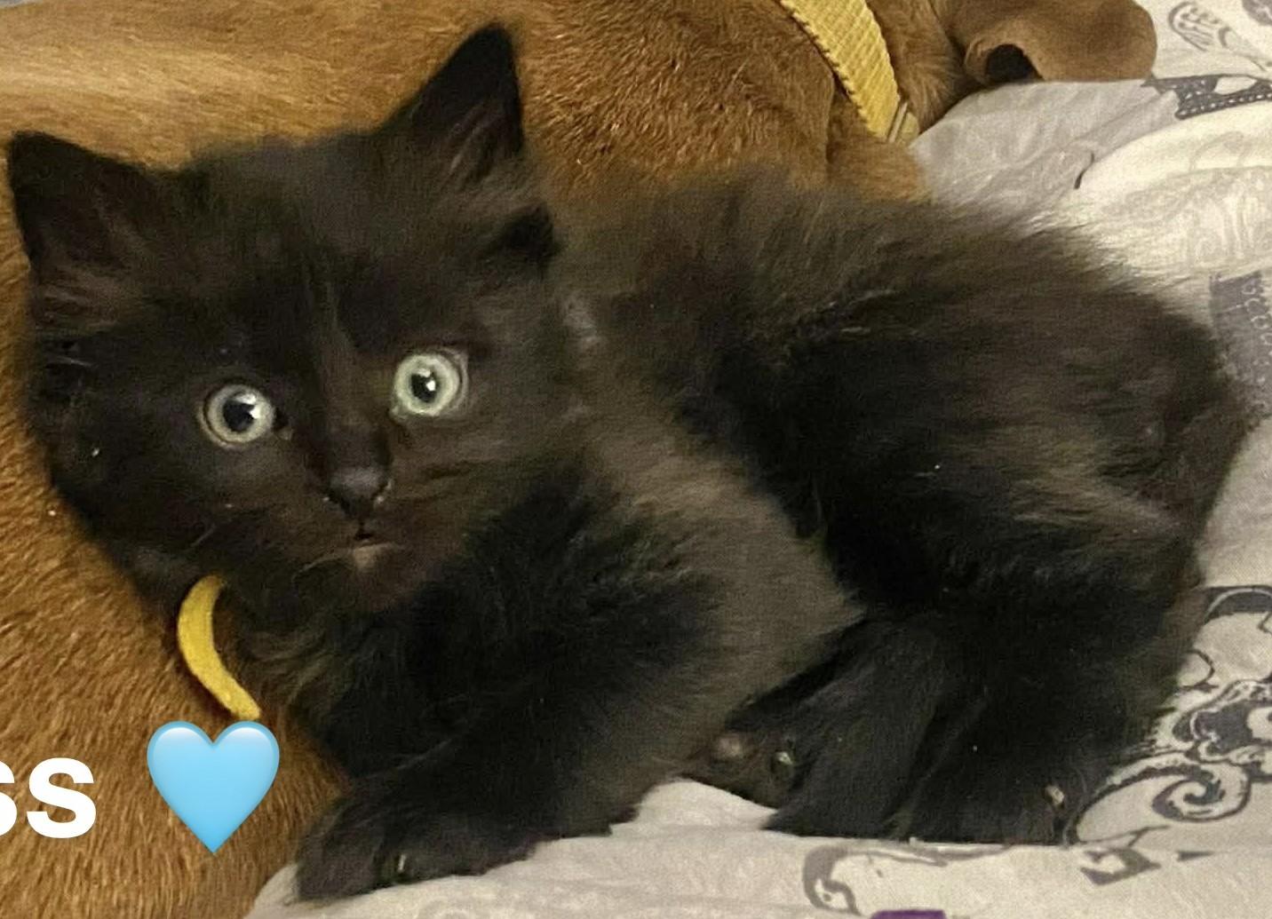 Cypress, ADOPTABLE, Kitten Male Domestic Long Hair.