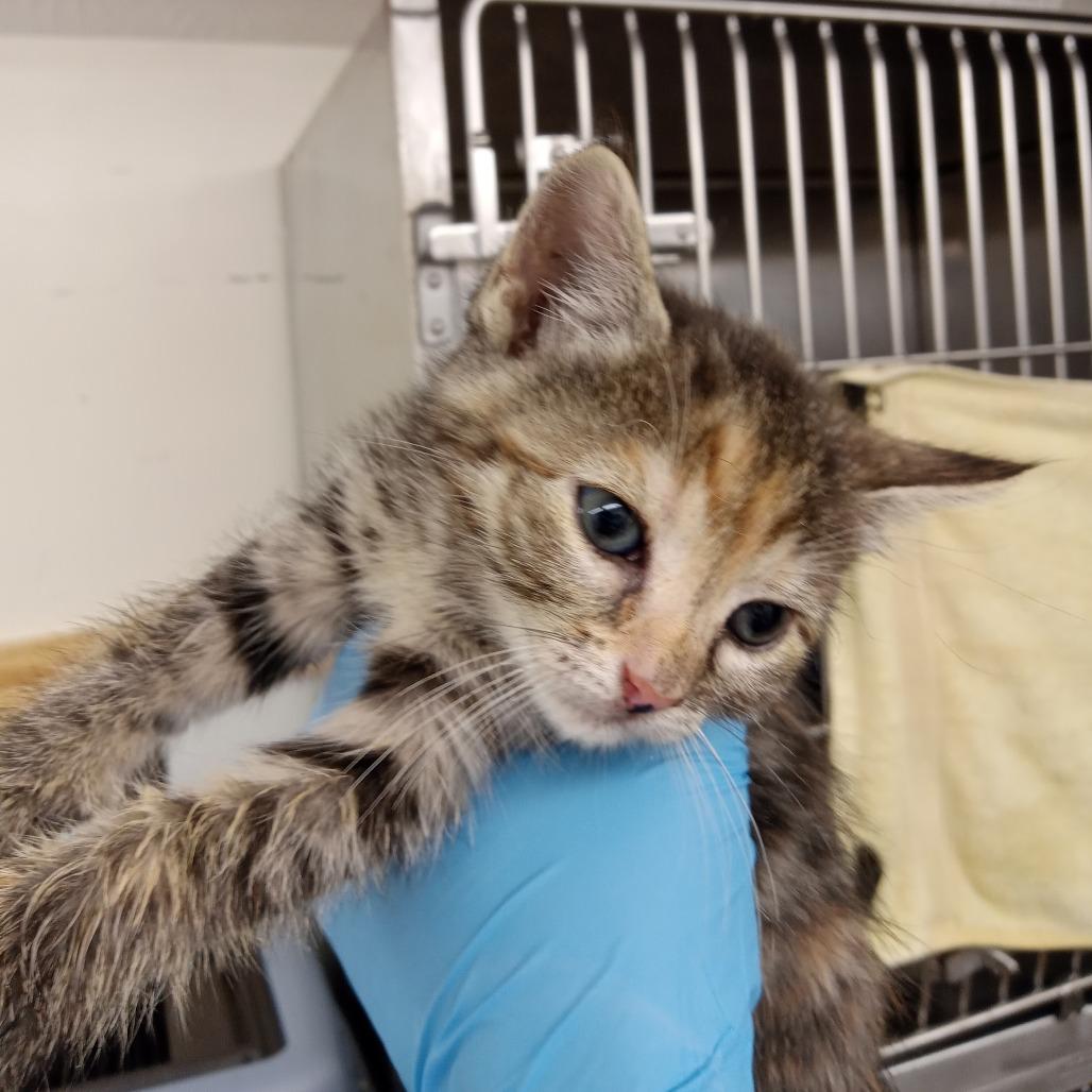 Mountain Dew, Adoptable, Kitten Female Domestic Short Hair.