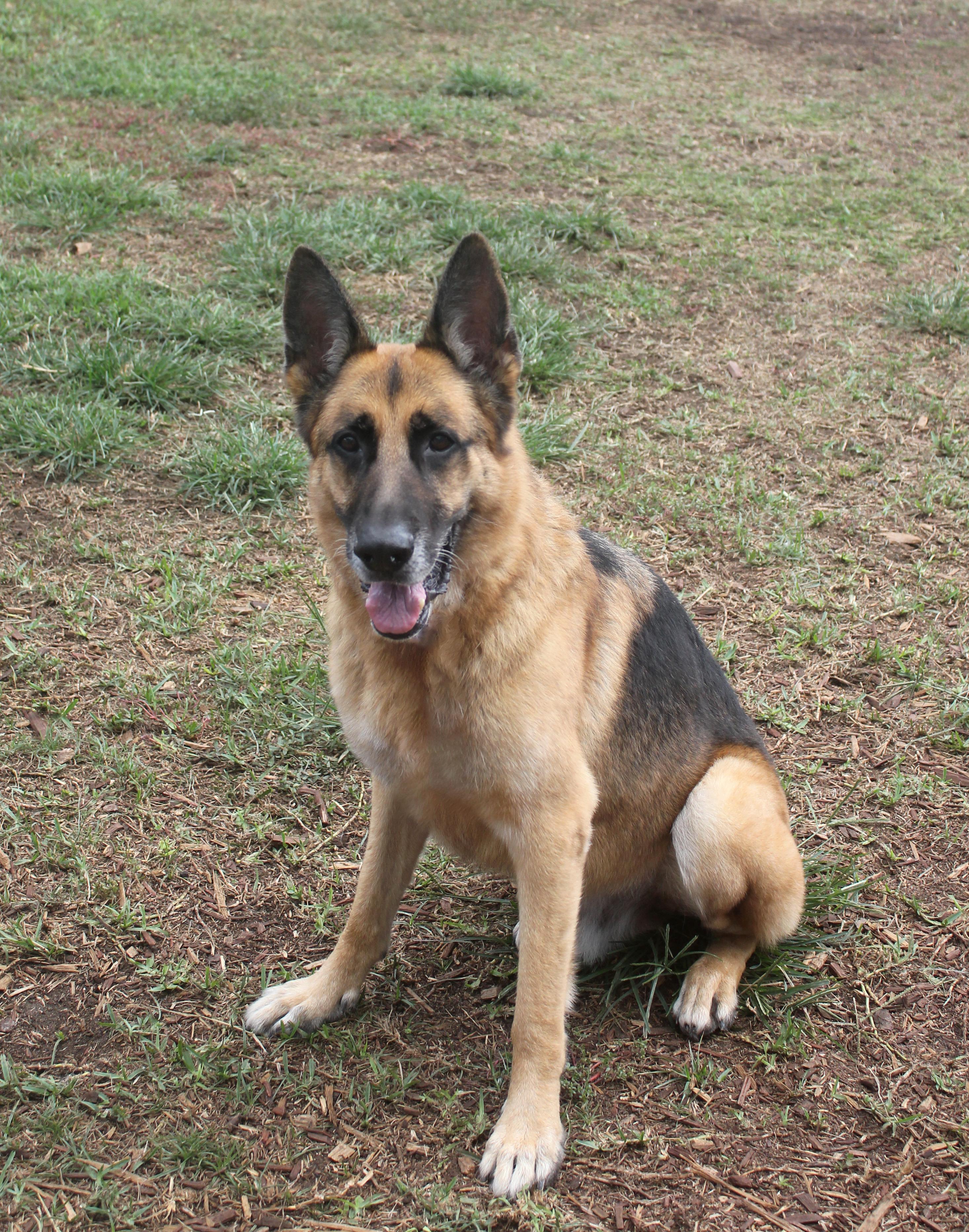 BEMBA, Adoptable, Senior Male German Shepherd Dog.