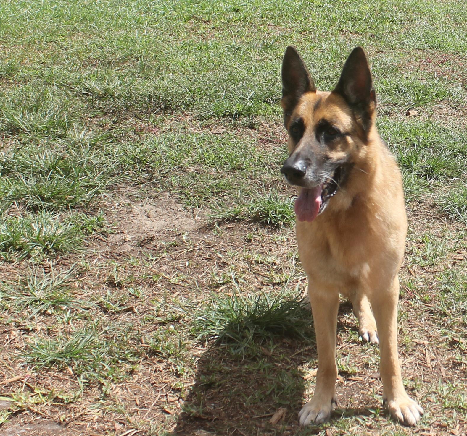 BEMBA, a Adoptable German Shepherd Dog in Floral City, FL image 5/6