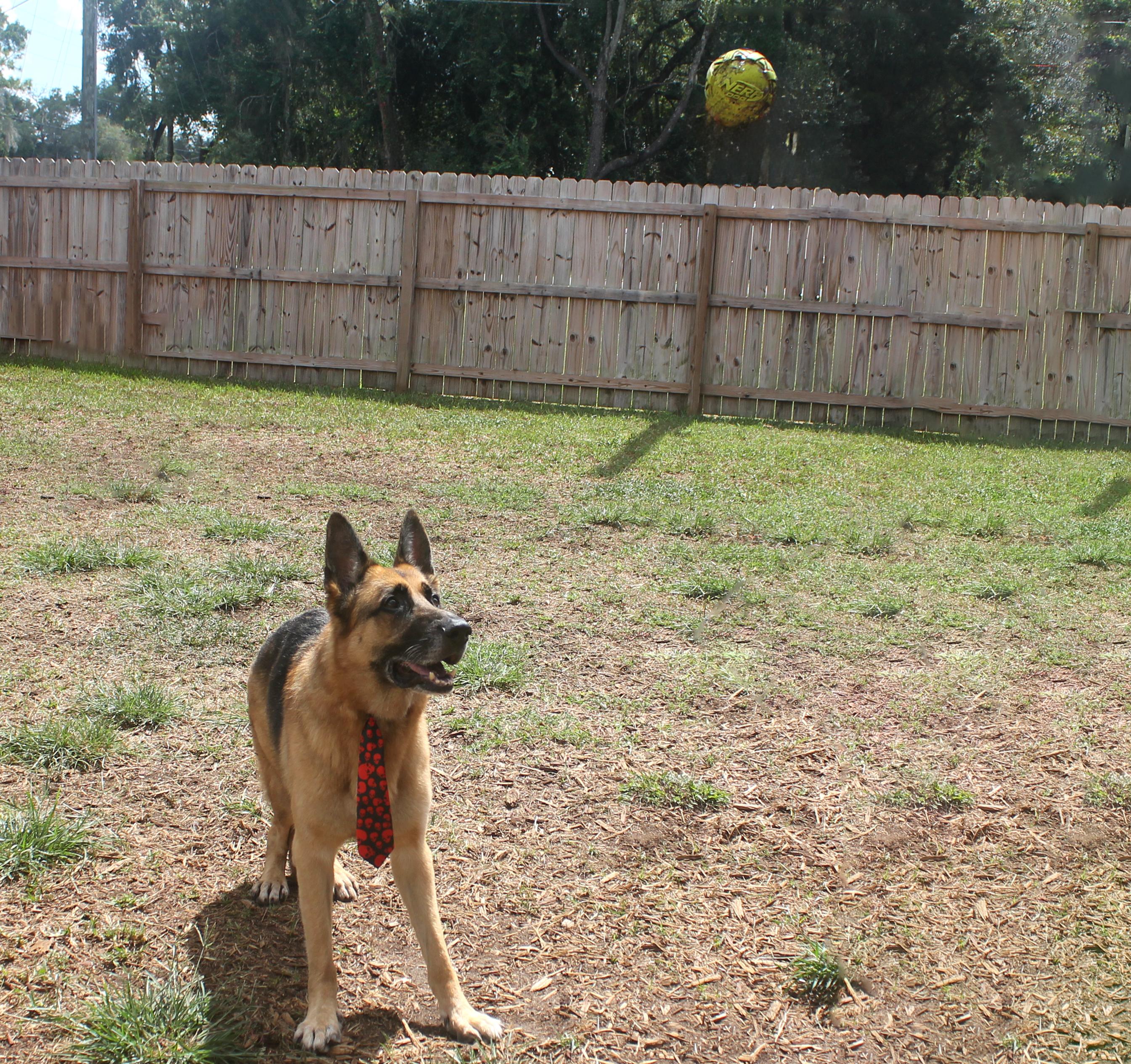 BEMBA, a Adoptable German Shepherd Dog in Floral City, FL image 6/6