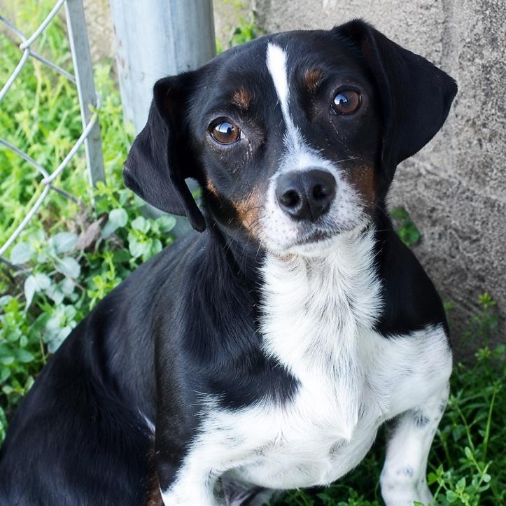 Charlie, a ADOPTABLE Terrier in atlanta, GA image 3/5