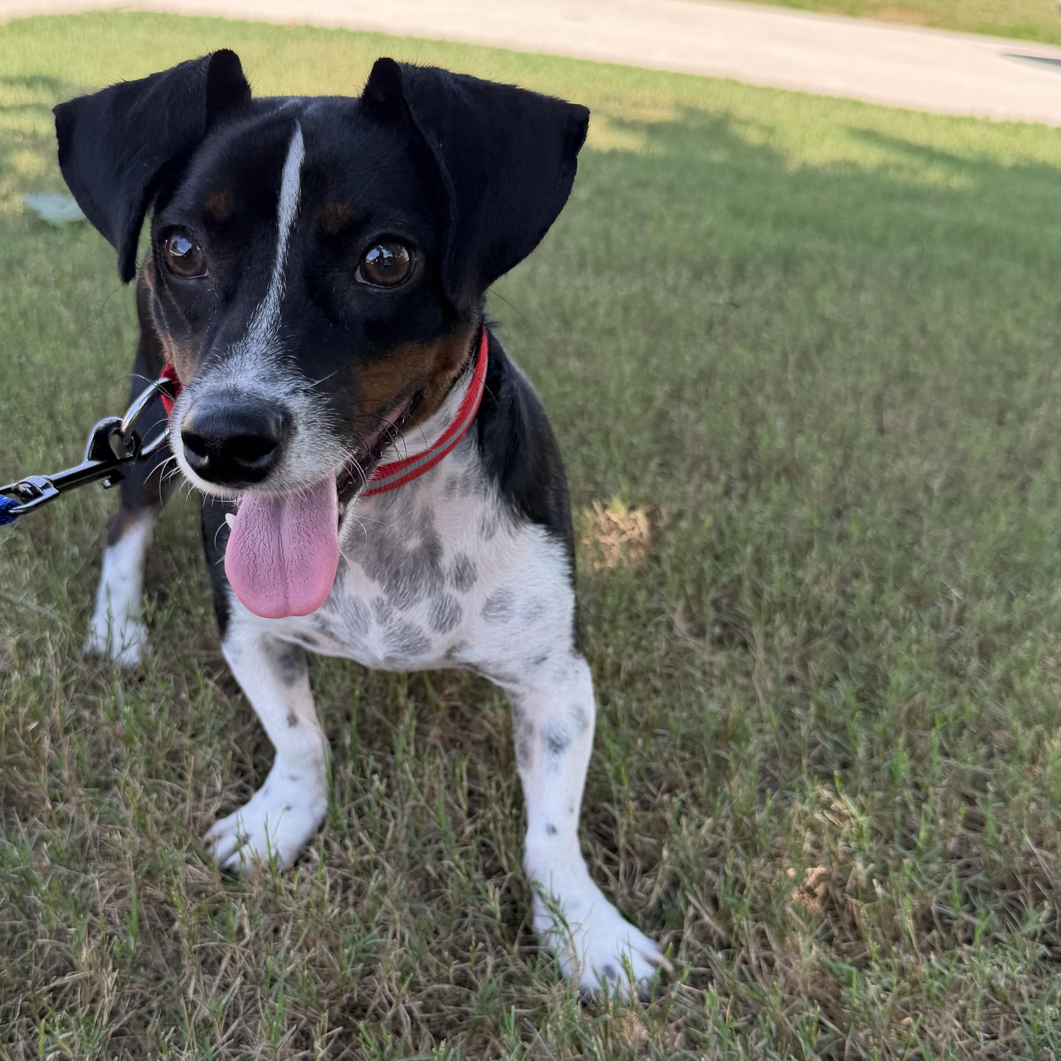 Charlie, ADOPTABLE, Young Male Terrier.