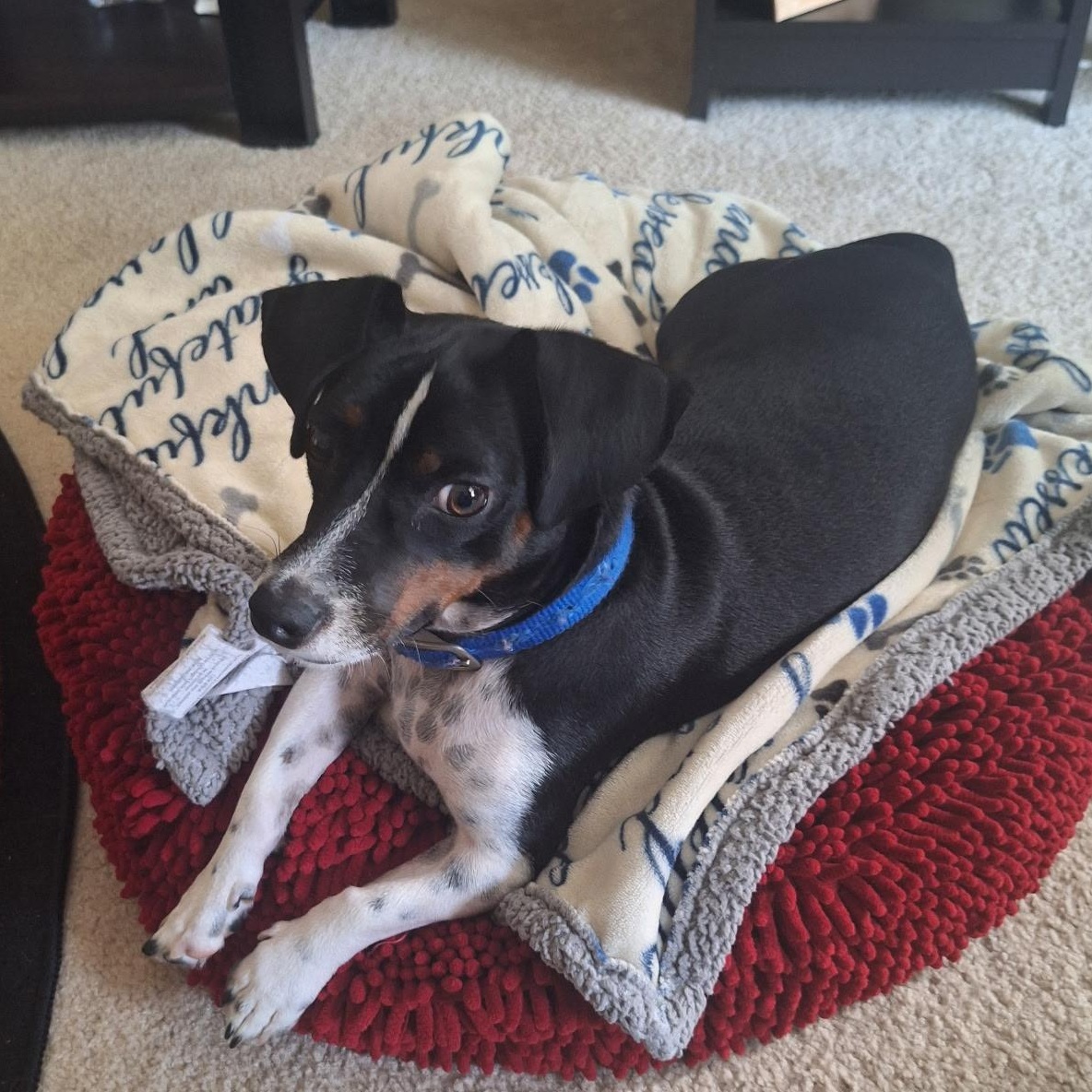 Charlie, a ADOPTABLE Terrier in atlanta, GA image 4/5