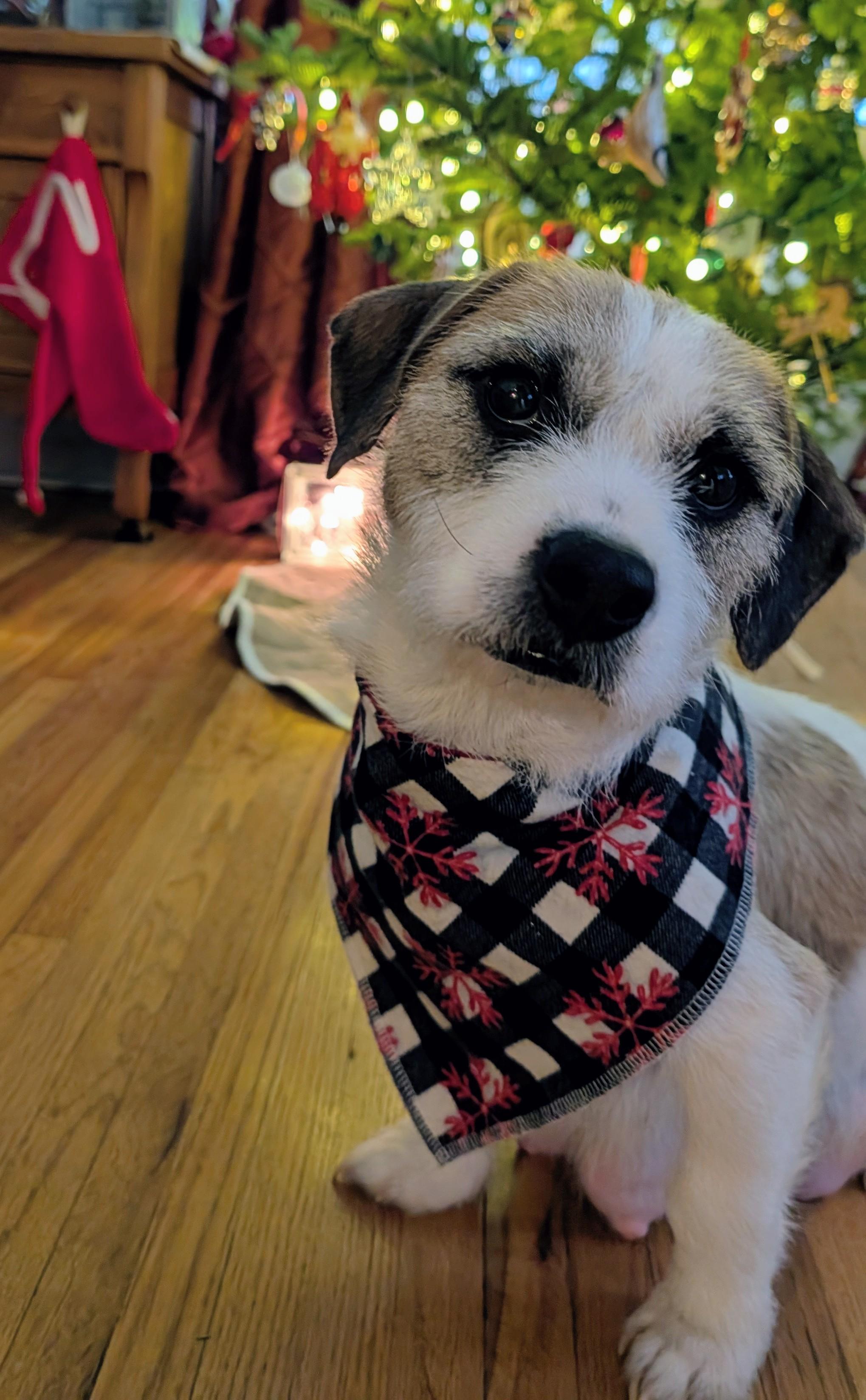 Enlarge Sugar, a ADOPTABLE mixed breed in Minneapolis, MN image 2/6