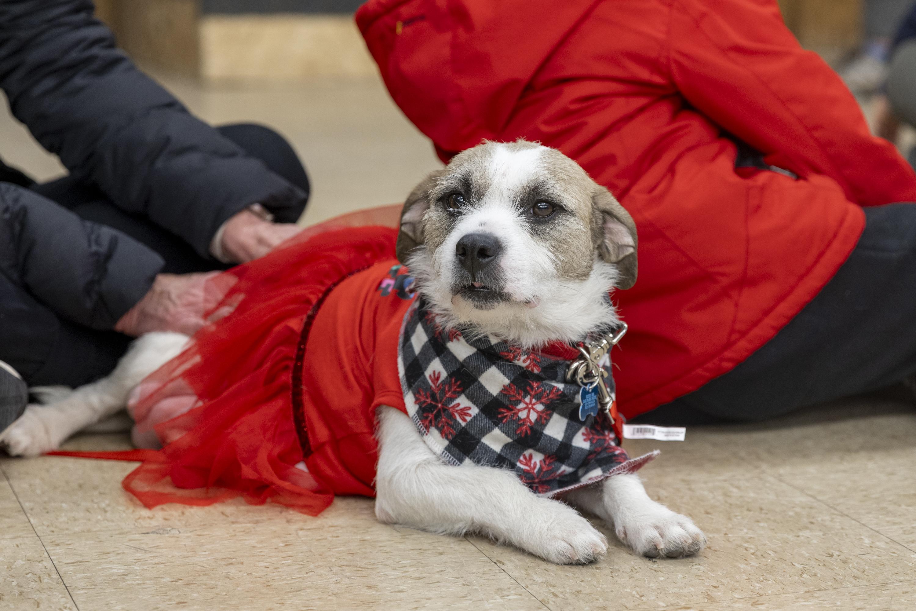 Enlarge Sugar, a ADOPTABLE mixed breed in Minneapolis, MN image 6/6