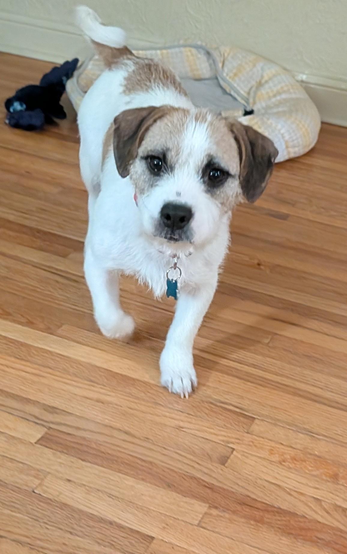 Enlarge Sugar, a ADOPTABLE mixed breed in Minneapolis, MN image 4/6