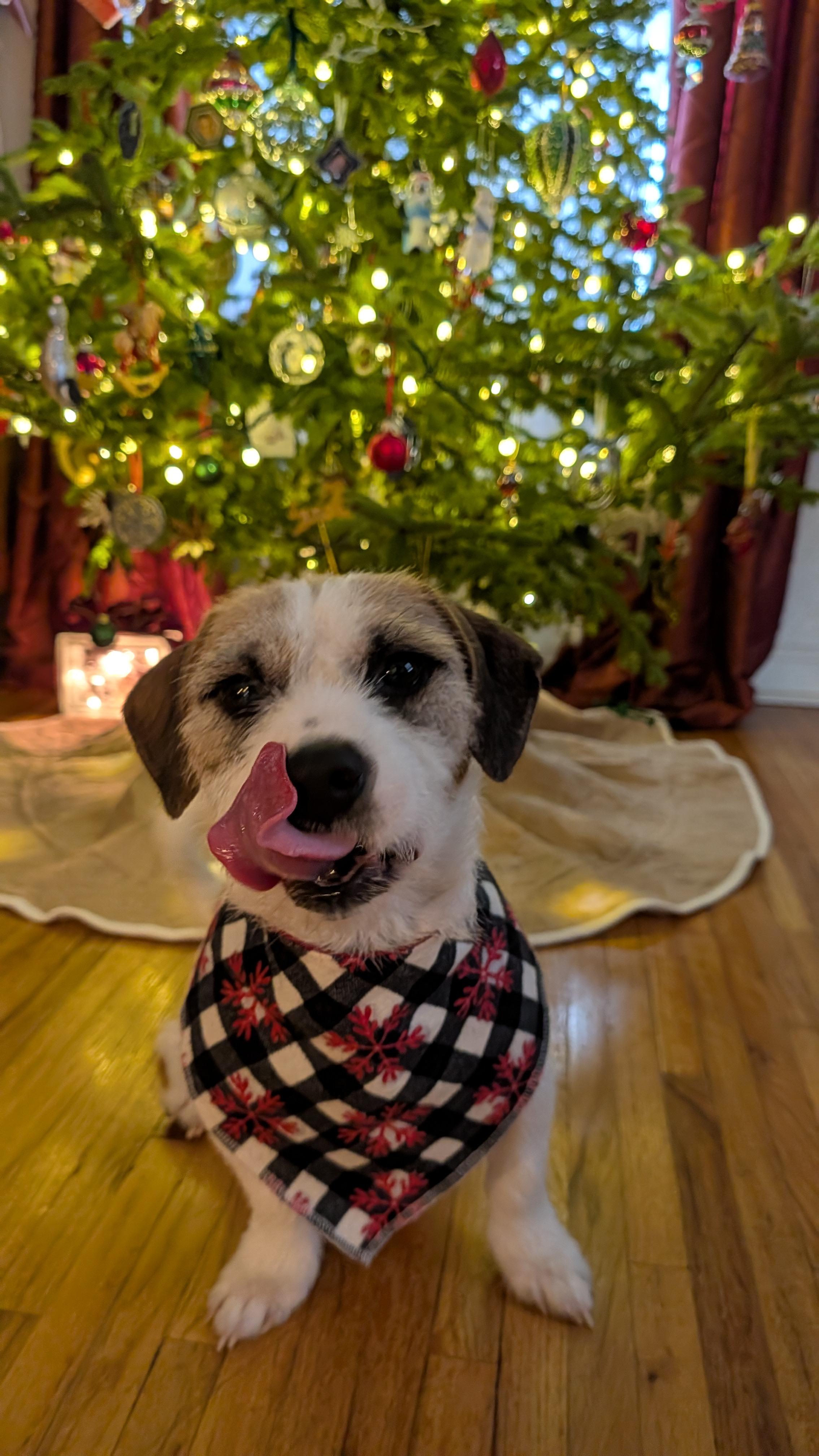 Enlarge Sugar, a ADOPTABLE mixed breed in Minneapolis, MN image 5/6