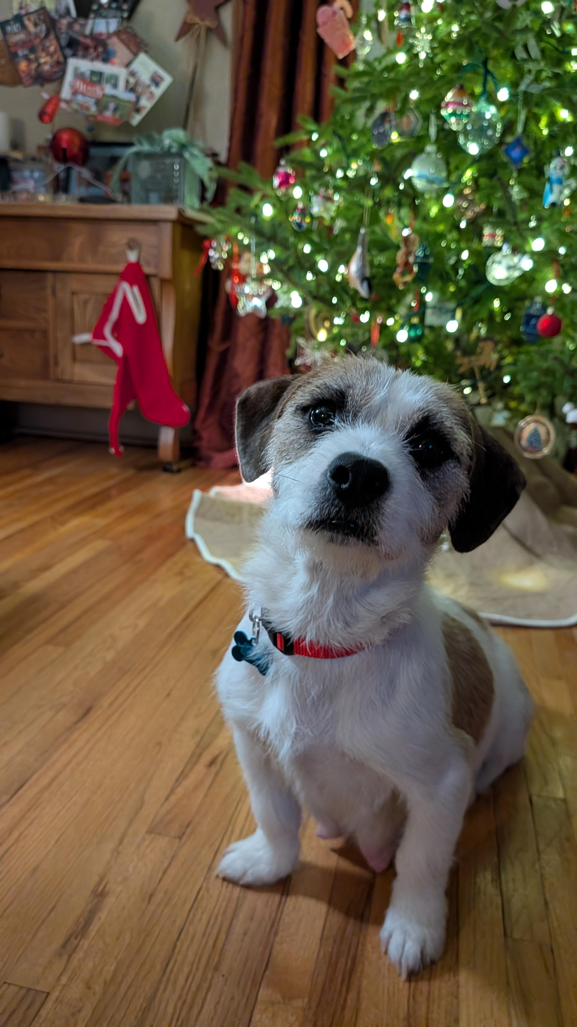 Enlarge Sugar, a ADOPTABLE mixed breed in Minneapolis, MN image 1/6