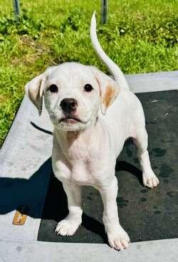 Enlarge Delilah, a Adoptable mixed breed in Sudbury, MA image 1/3