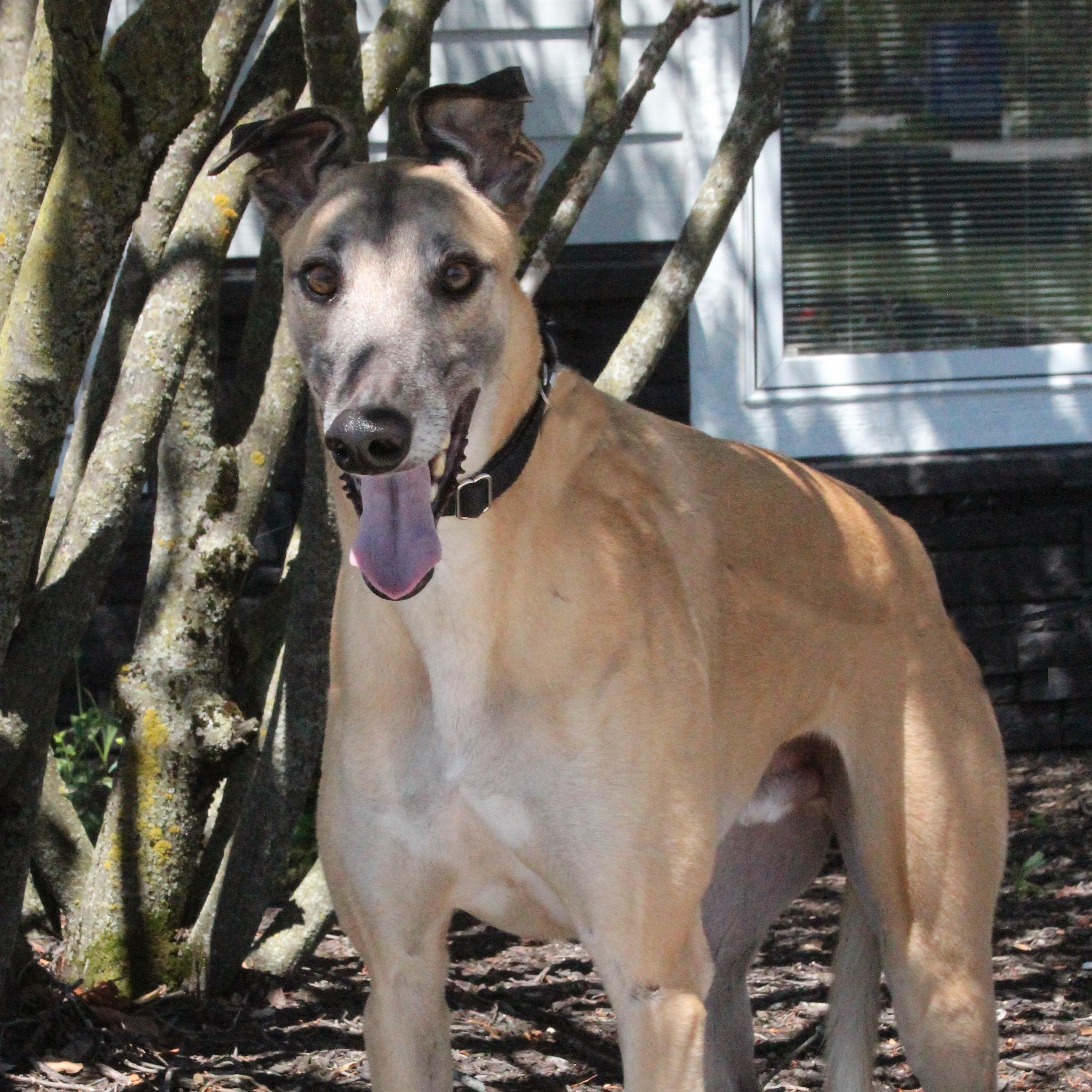 Patrick, Adoptable, Adult Male Greyhound.