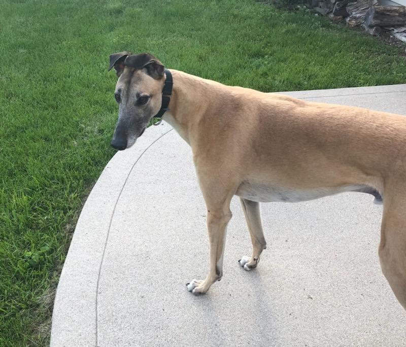 Enlarge Patrick, a Adoptable Greyhound in Goshen, IN image 3/5