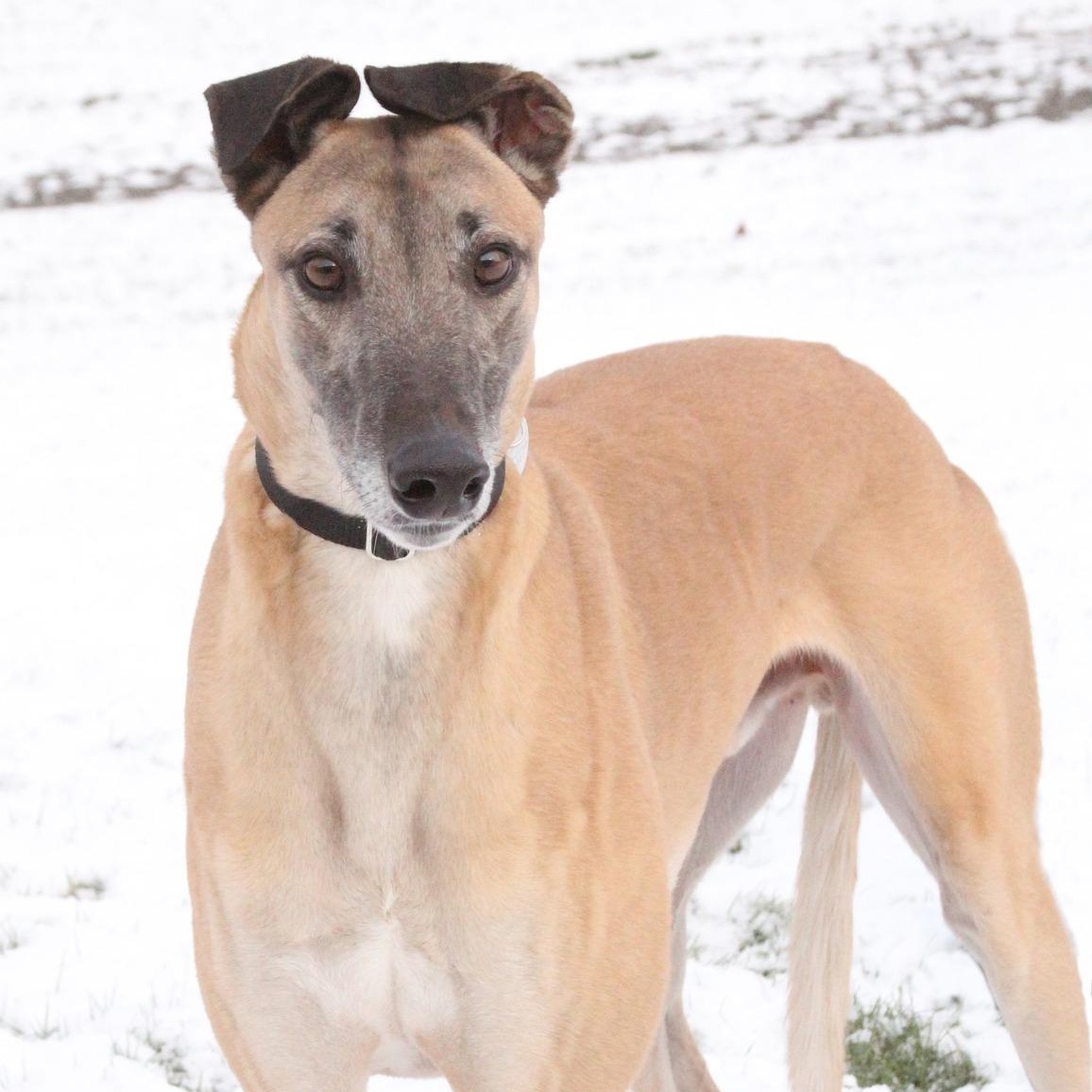 Enlarge Patrick, a Adoptable Greyhound in Goshen, IN image 5/5