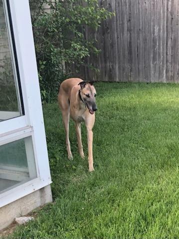 Enlarge Patrick, a Adoptable Greyhound in Goshen, IN image 4/5