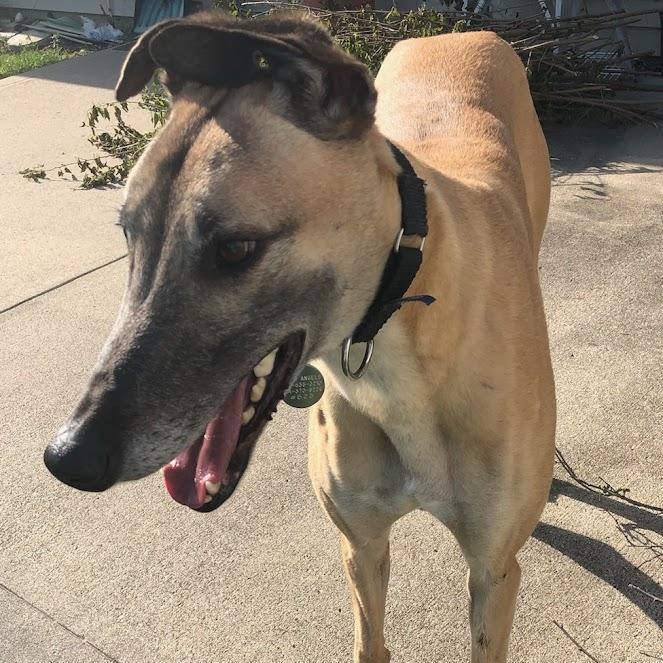 Enlarge Patrick, a Adoptable Greyhound in Goshen, IN image 2/5