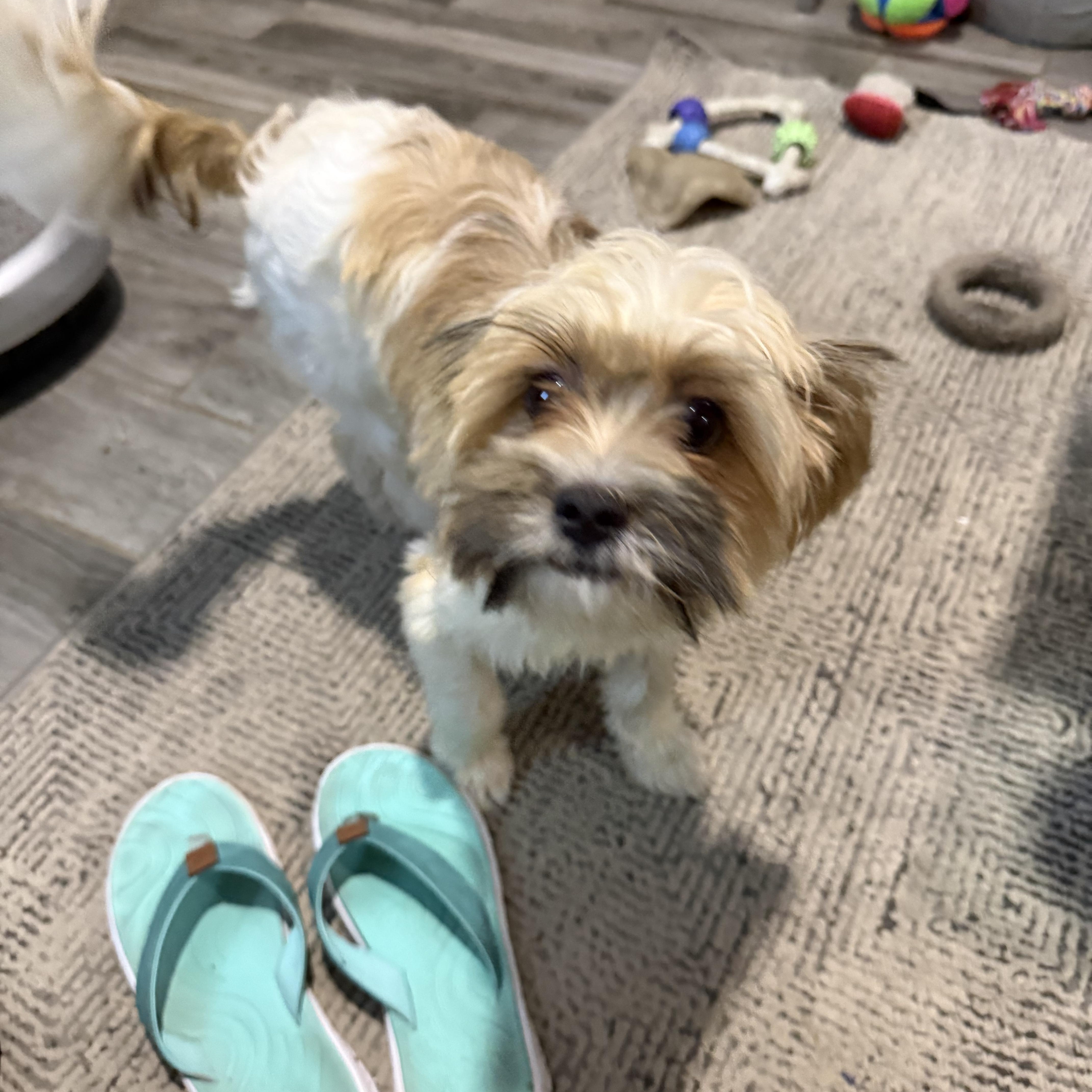 Praline is Sweet as Pie, a Adoptable mixed breed in Lockhart, TX image 3/6