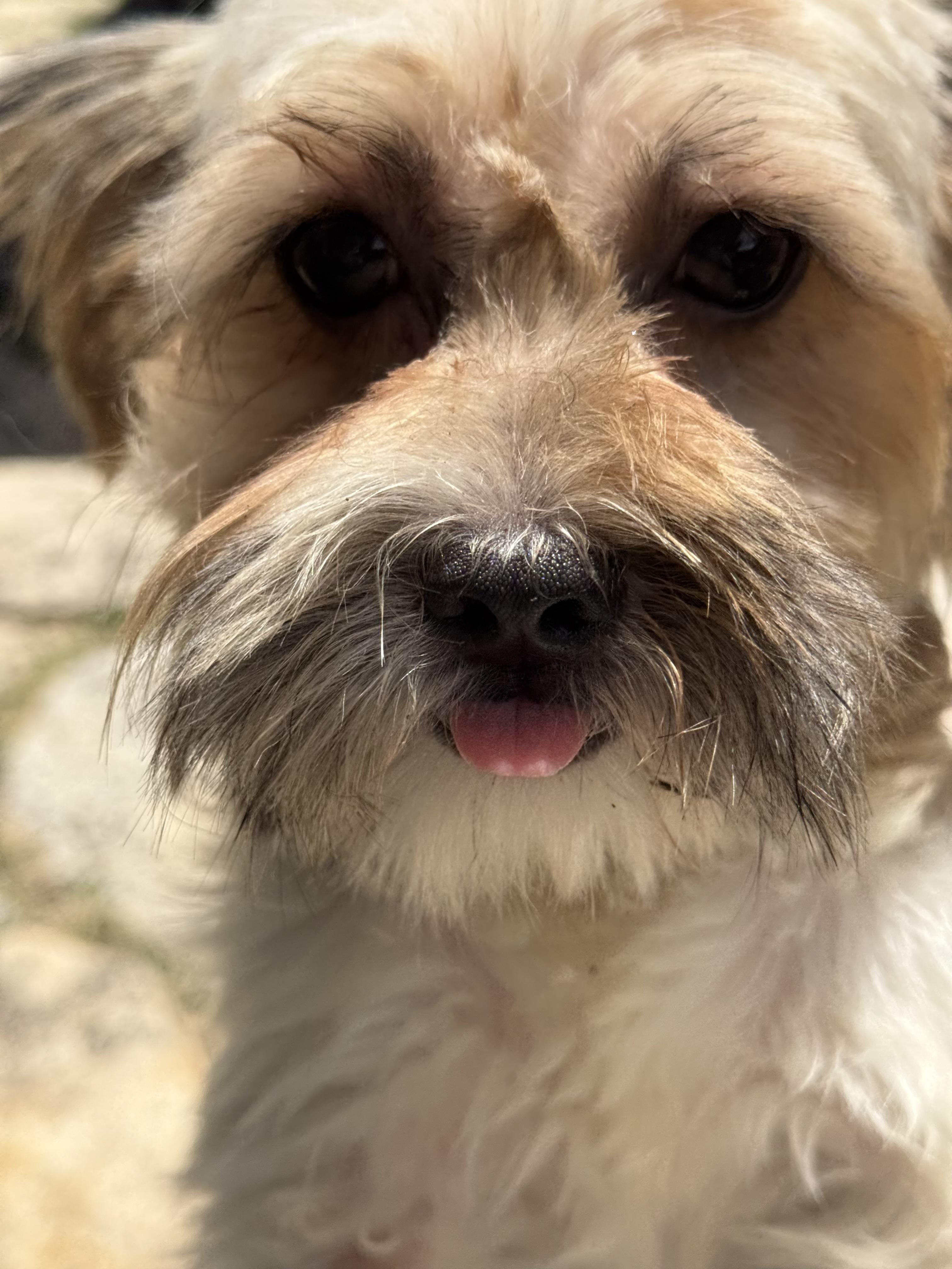 Praline is Sweet as Pie, a Adoptable mixed breed in Lockhart, TX image 5/6