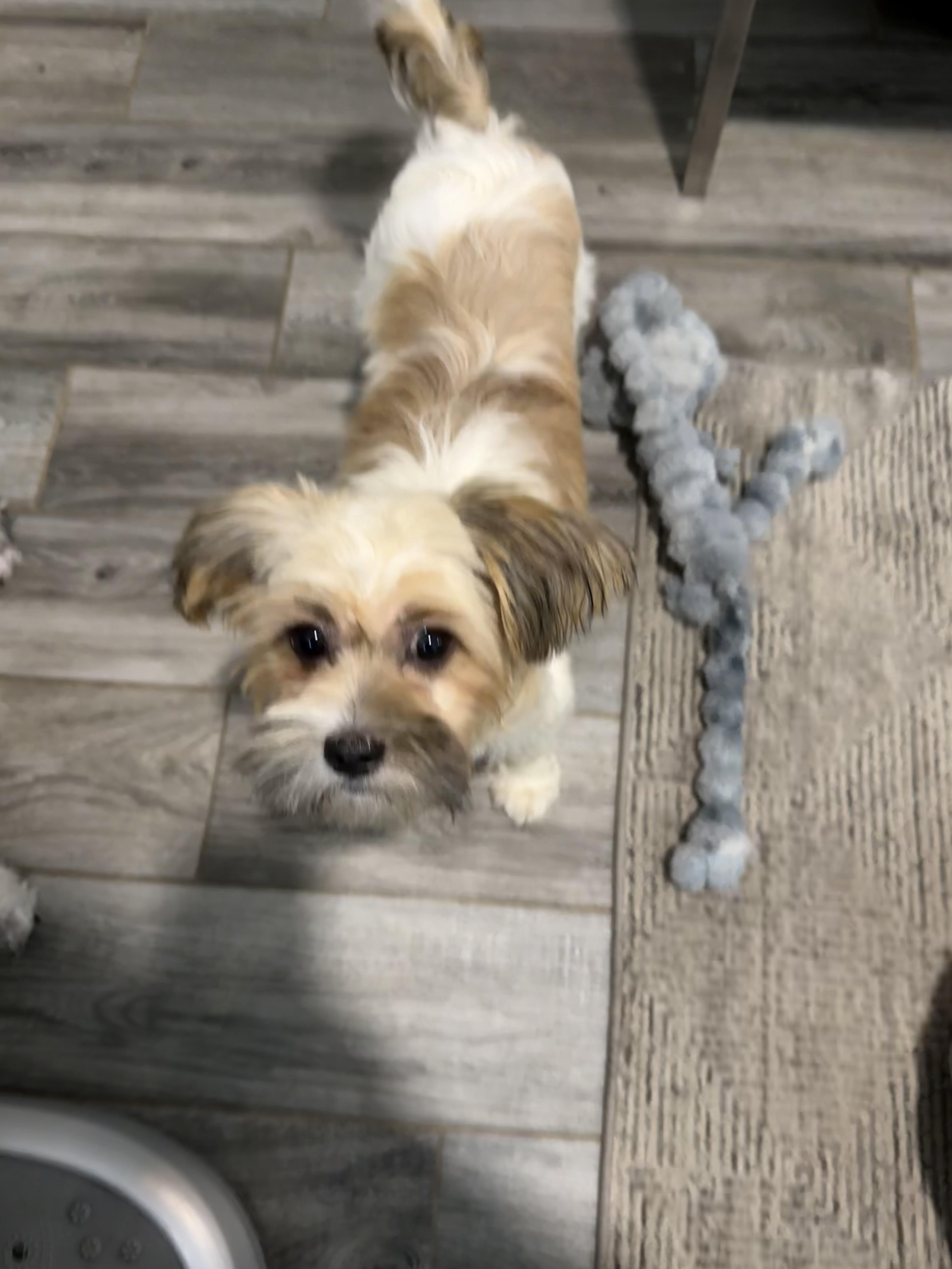 Praline is Sweet as Pie, a Adoptable mixed breed in Lockhart, TX image 2/6