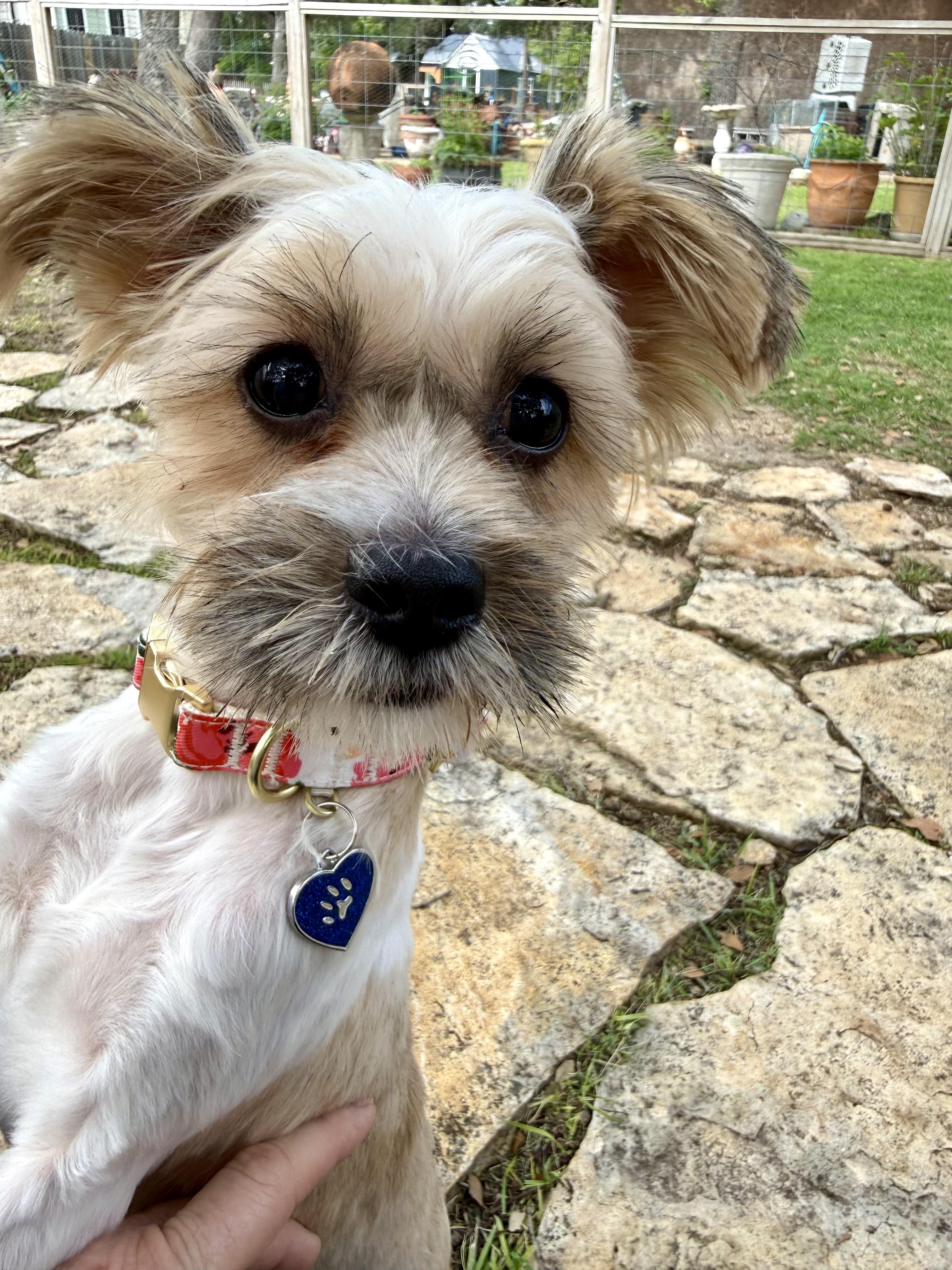 Praline is Sweet as Pie, a Adoptable mixed breed in Lockhart, TX image 6/6