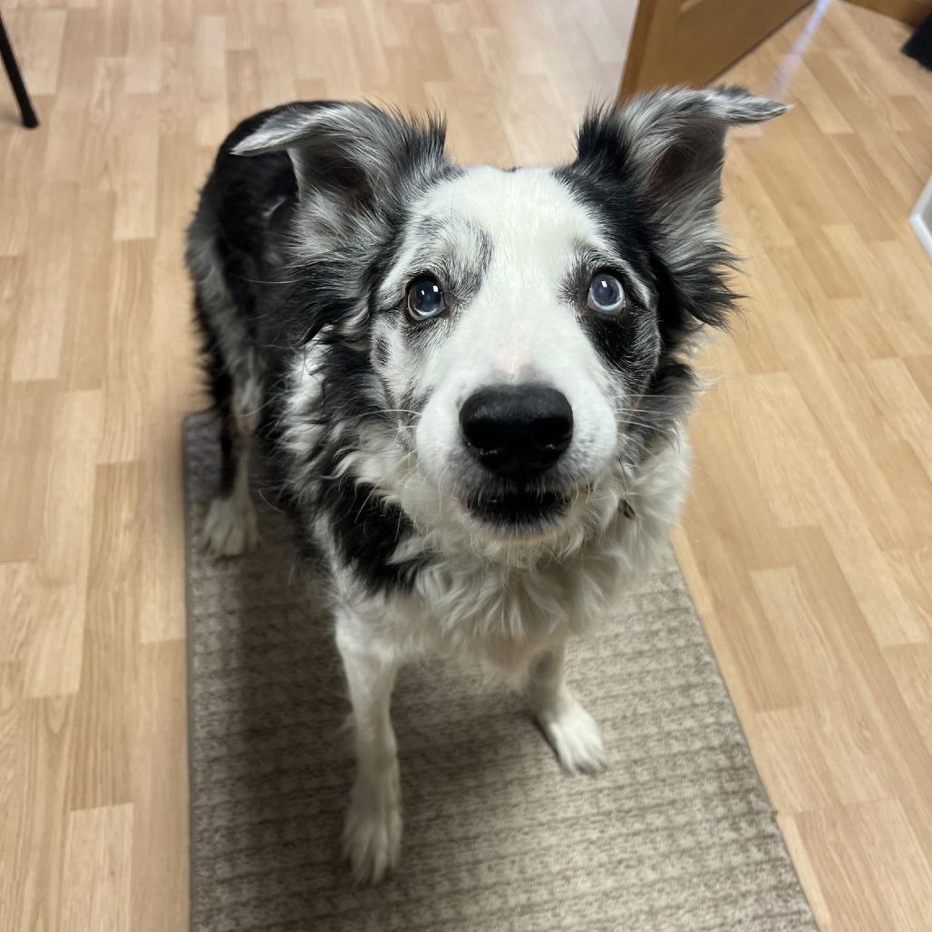 Dai Mar, a Adoptable Australian Shepherd in Saint Cloud, MN image 1/4