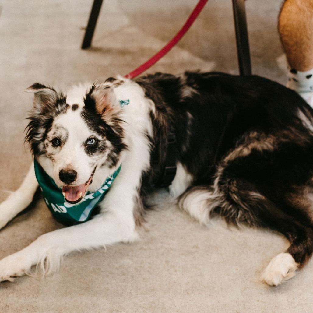 Dai Mar, a Adoptable Australian Shepherd in Saint Cloud, MN image 2/4