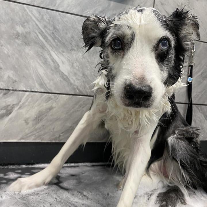Enlarge Dai Mar (Hospice Program), a Adoptable Australian Shepherd in Saint Cloud, MN image 3/6