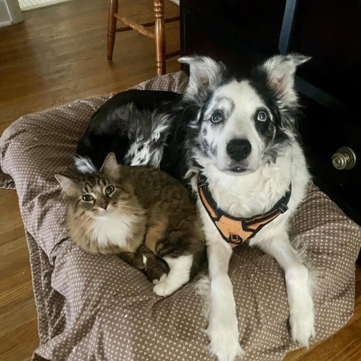 Dai Mar, a Adoptable Australian Shepherd in Saint Cloud, MN image 3/4