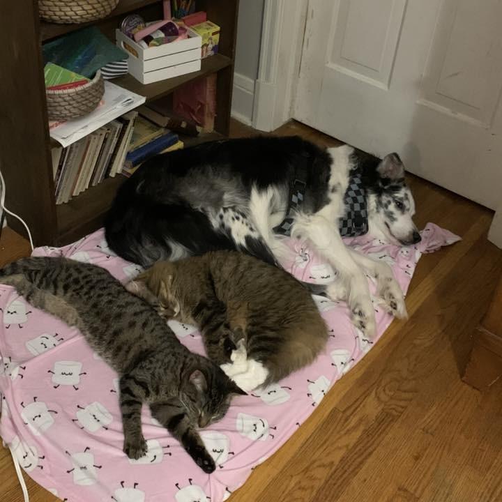 Enlarge Dai Mar (Hospice Program), a Adoptable Australian Shepherd in Saint Cloud, MN image 6/6