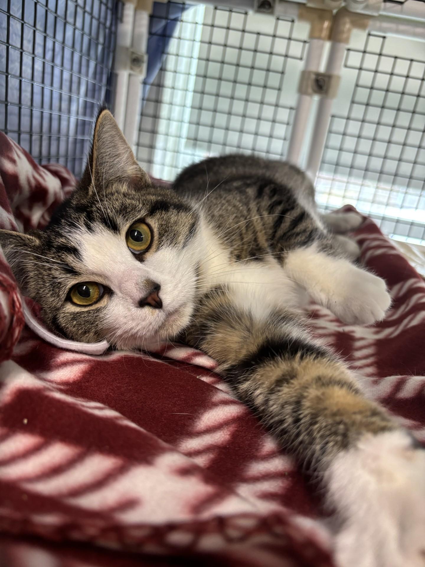 Huckleberry Pie, an adopted Domestic Short Hair in Altoona, PA image 4/4