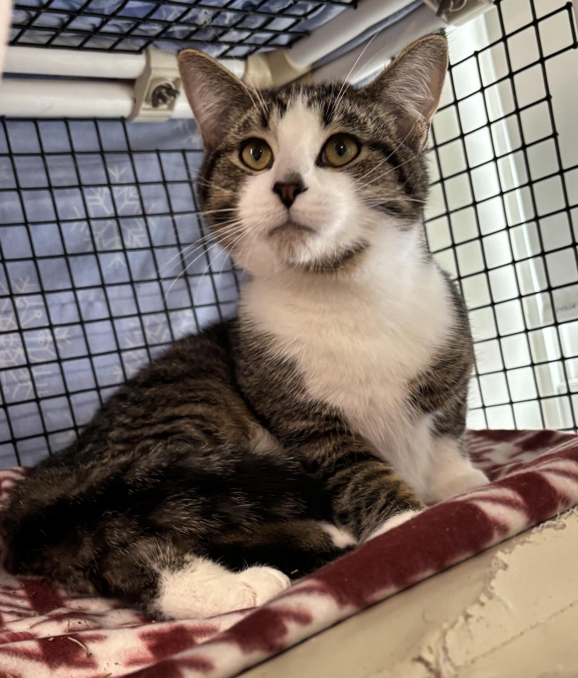 Huckleberry Pie, an adopted Domestic Short Hair in Altoona, PA image 3/4