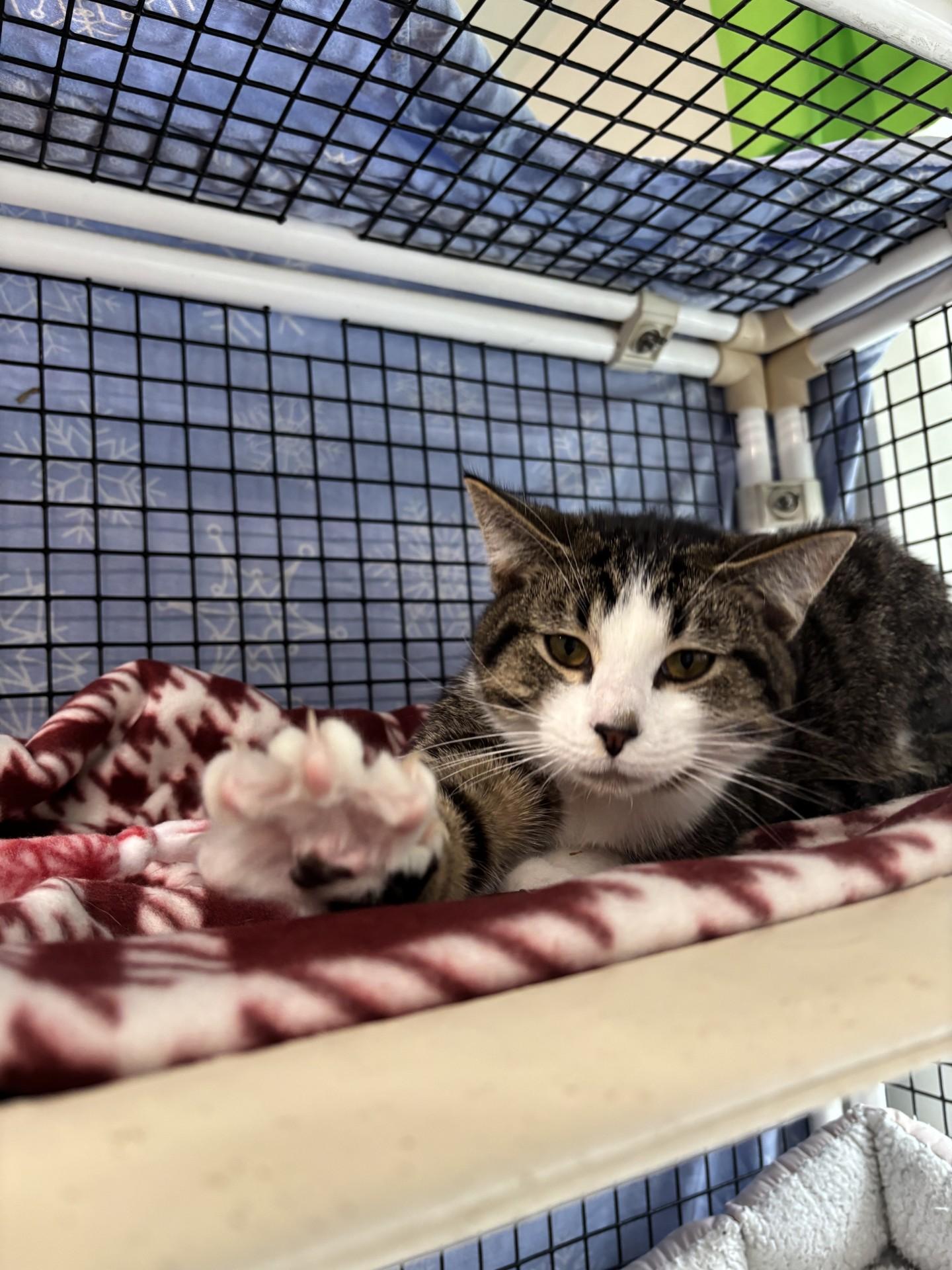 Huckleberry Pie, an adopted Domestic Short Hair in Altoona, PA image 2/4