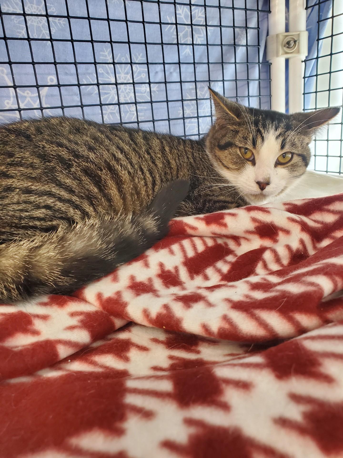 Huckleberry Pie, adopted, Young Male Domestic Short Hair.