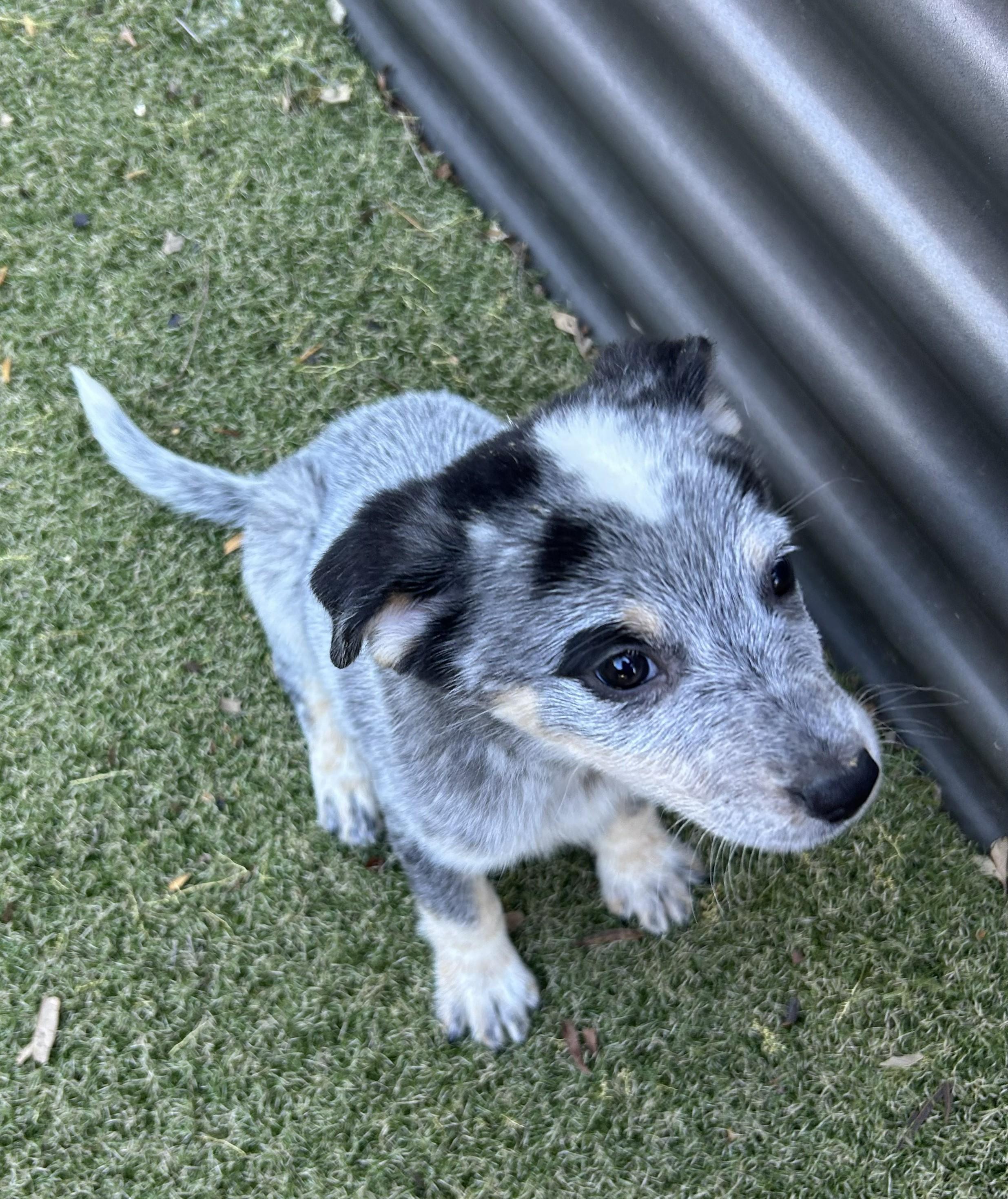 Enlarge Melody, a ADOPTABLE mixed breed in Apache Junction, AZ image 3/4