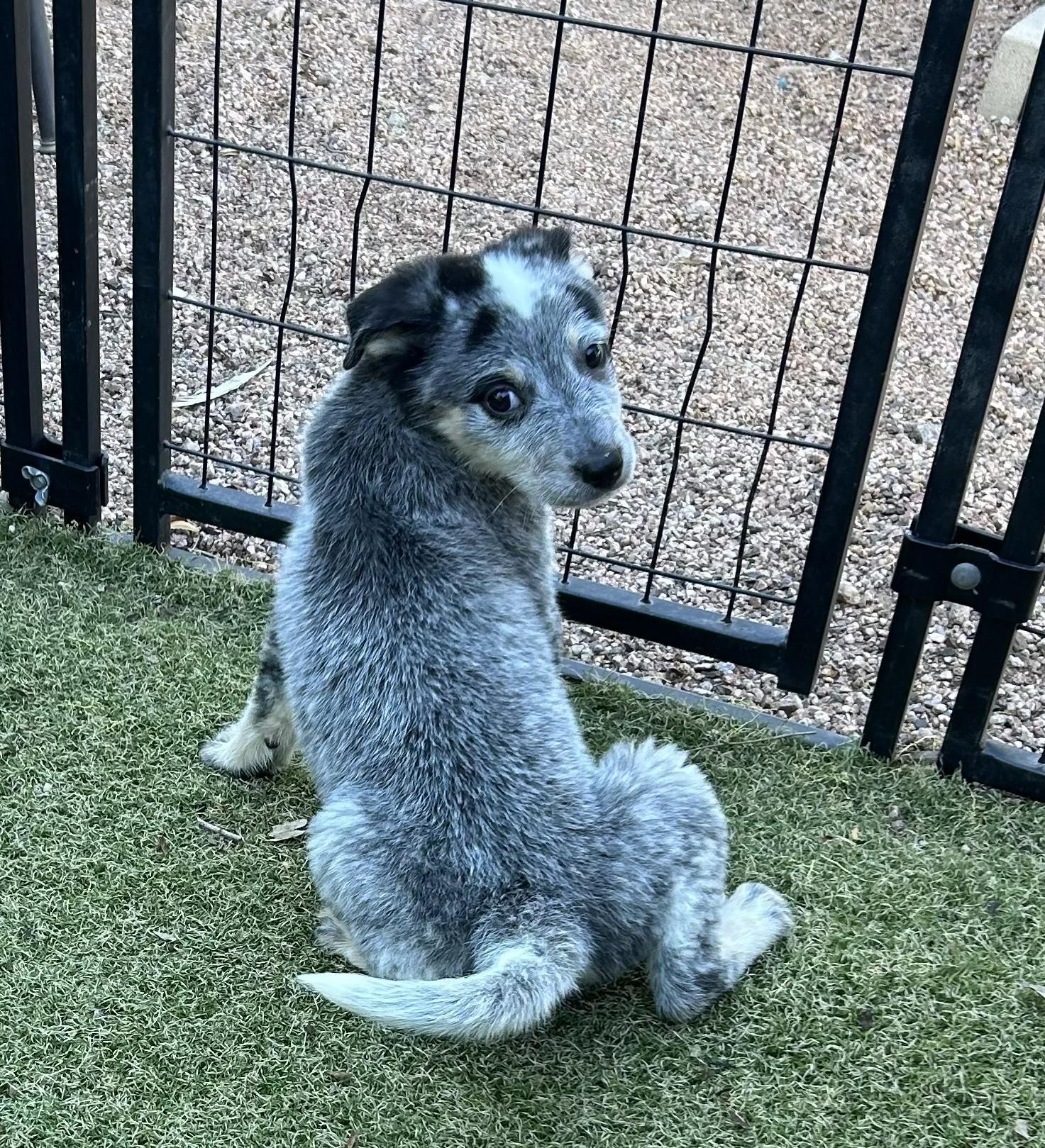 Enlarge Melody, a ADOPTABLE mixed breed in Apache Junction, AZ image 2/4
