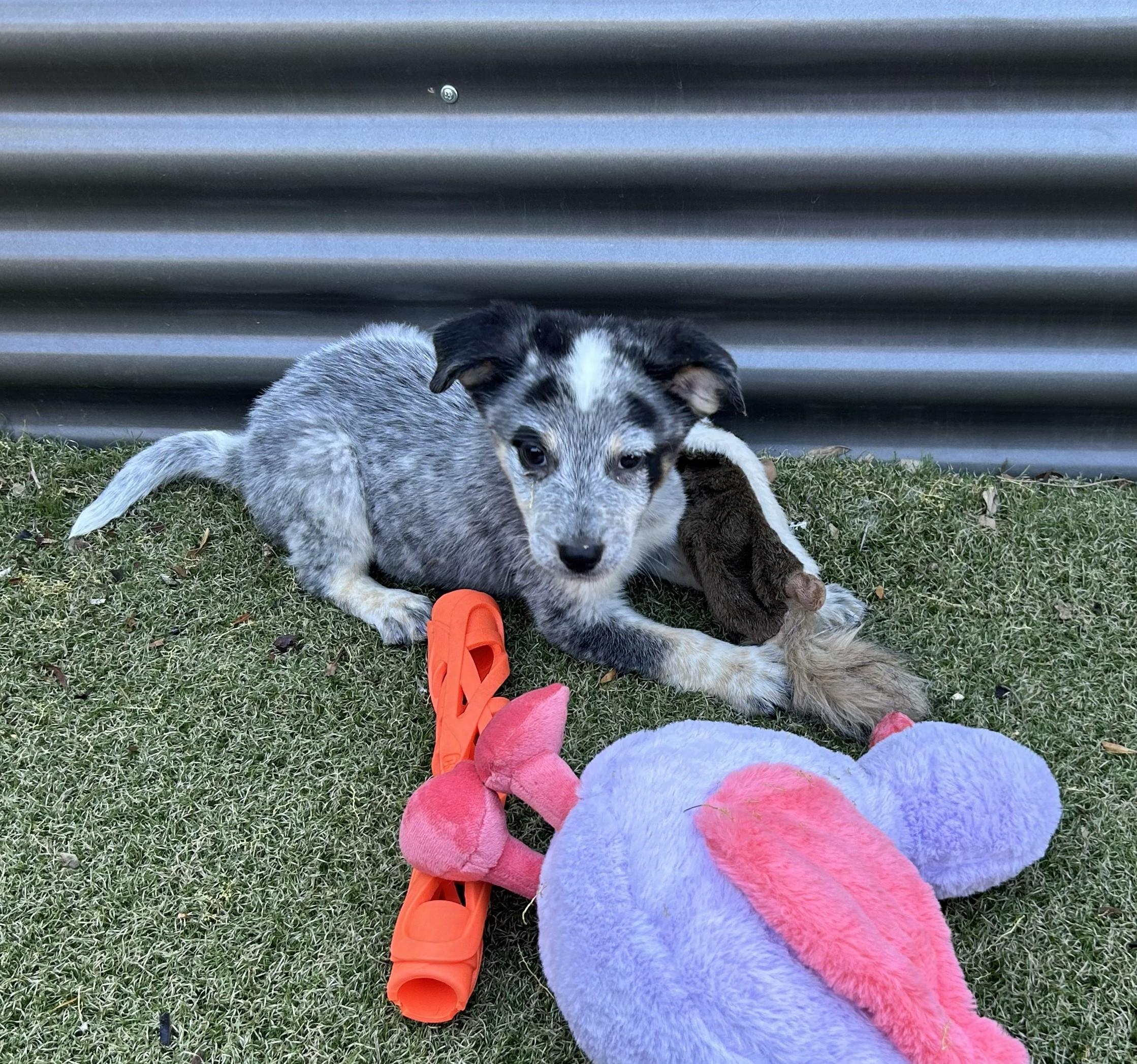 Enlarge Melody, a ADOPTABLE mixed breed in Apache Junction, AZ image 1/4