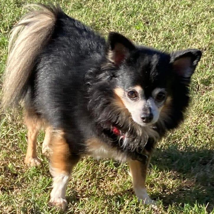 Enlarge CLEO, an adopted mixed breed in San Juan Capistrano, CA image 3/3