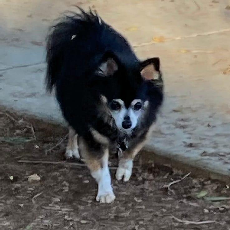 Enlarge CLEO, an adopted mixed breed in San Juan Capistrano, CA image 2/3