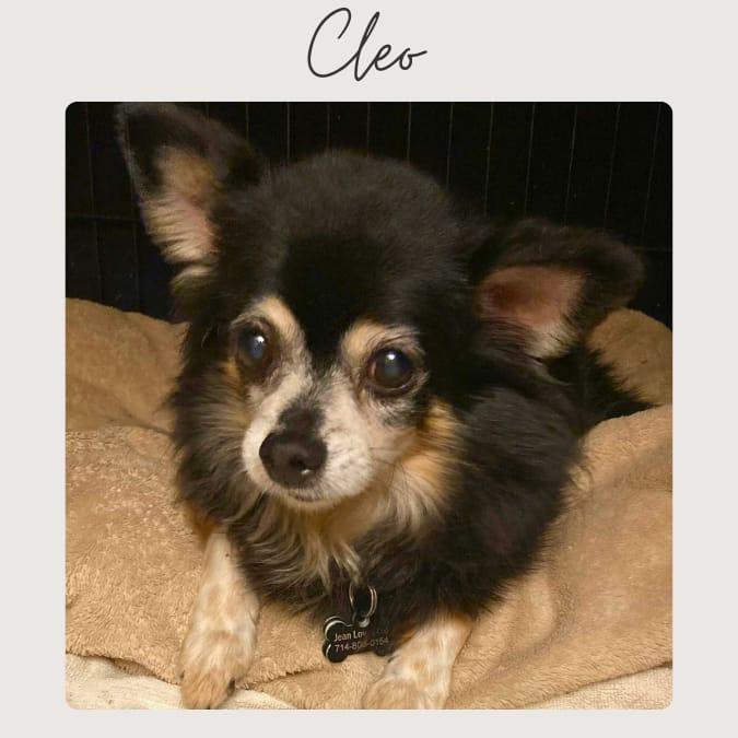 CLEO, adopted, Senior Female Pomeranian.
