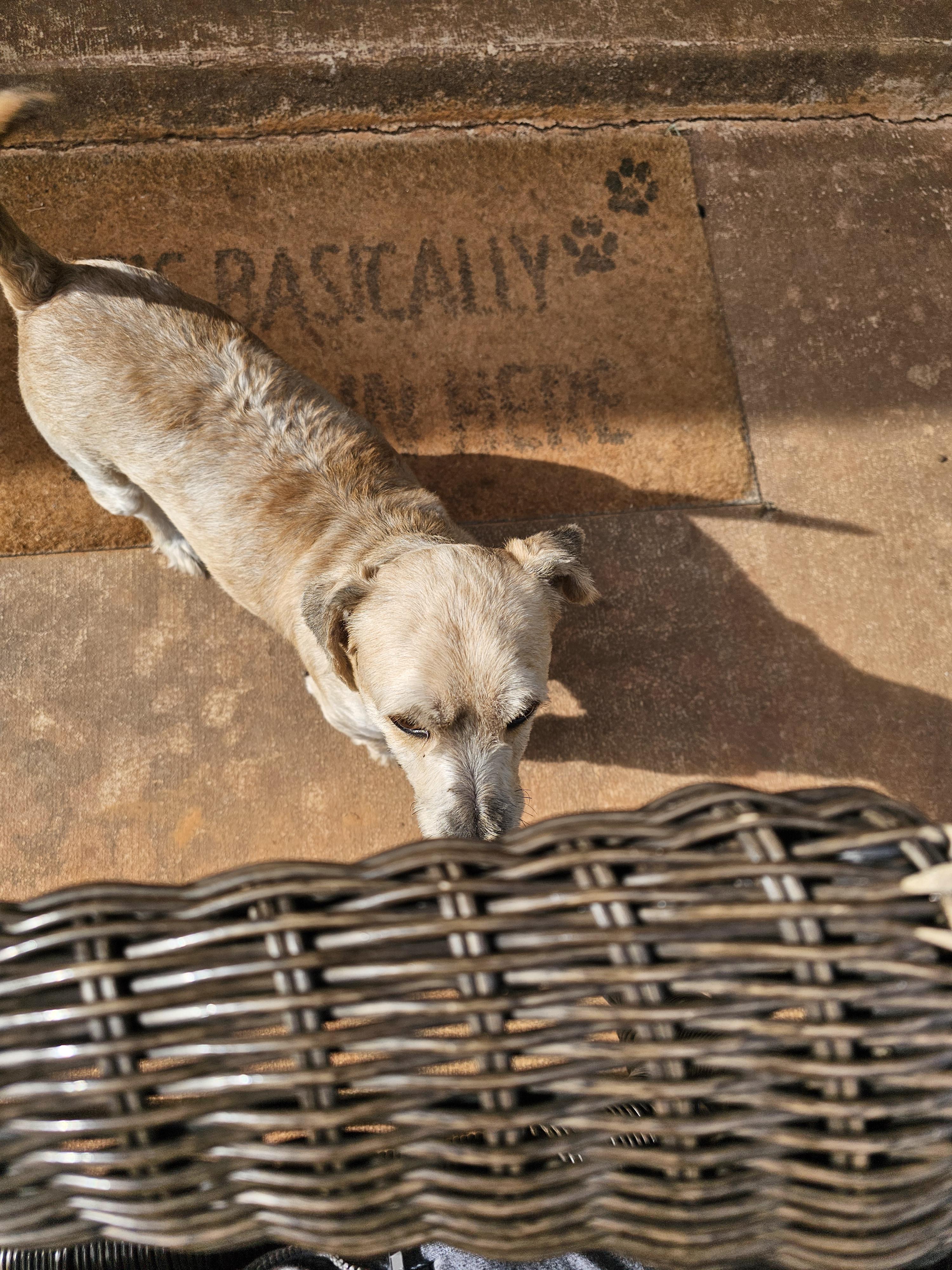 Enlarge Miney, a Adopted mixed breed in Clovis, NM image 2/6