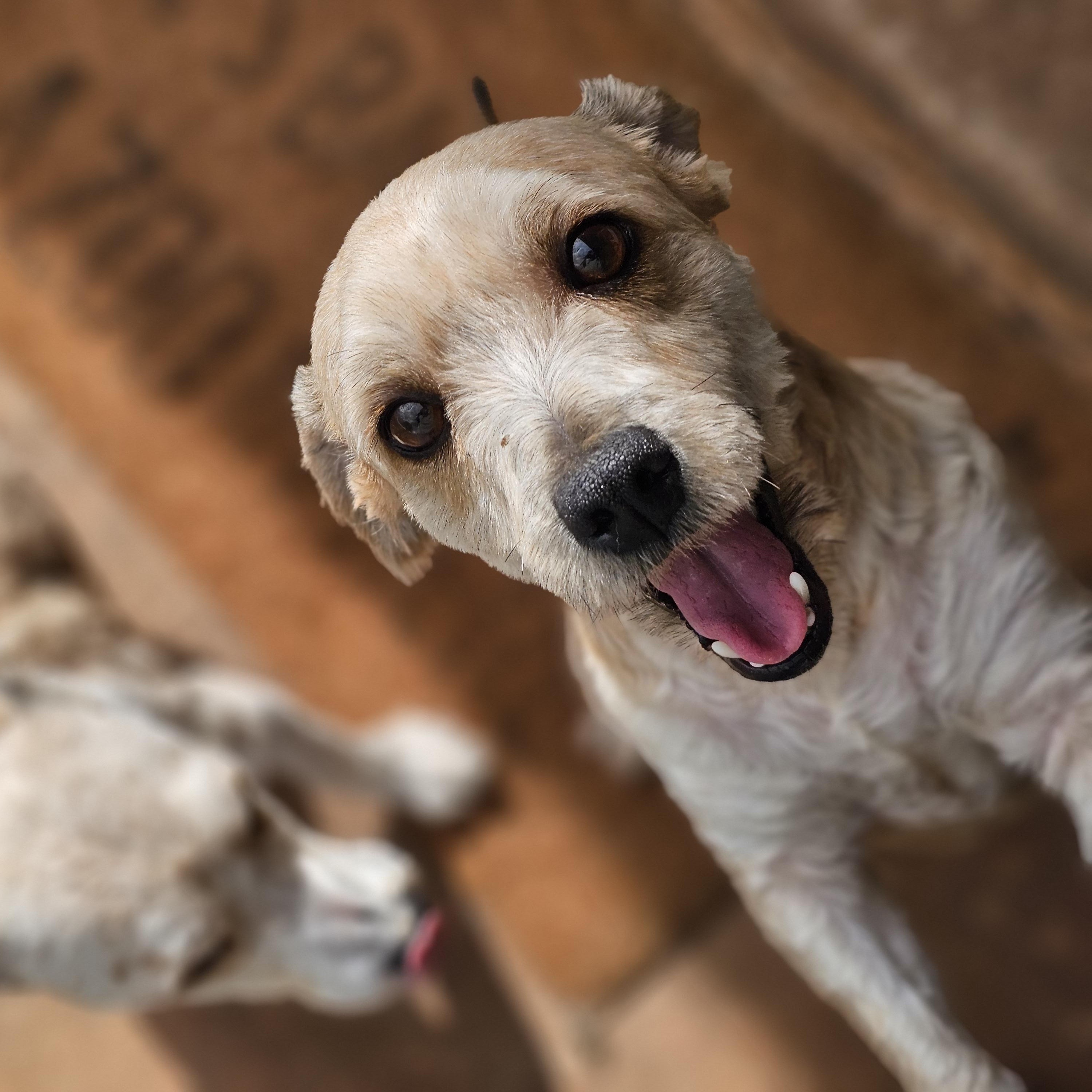 Enlarge Miney, a Adopted mixed breed in Clovis, NM image 1/6