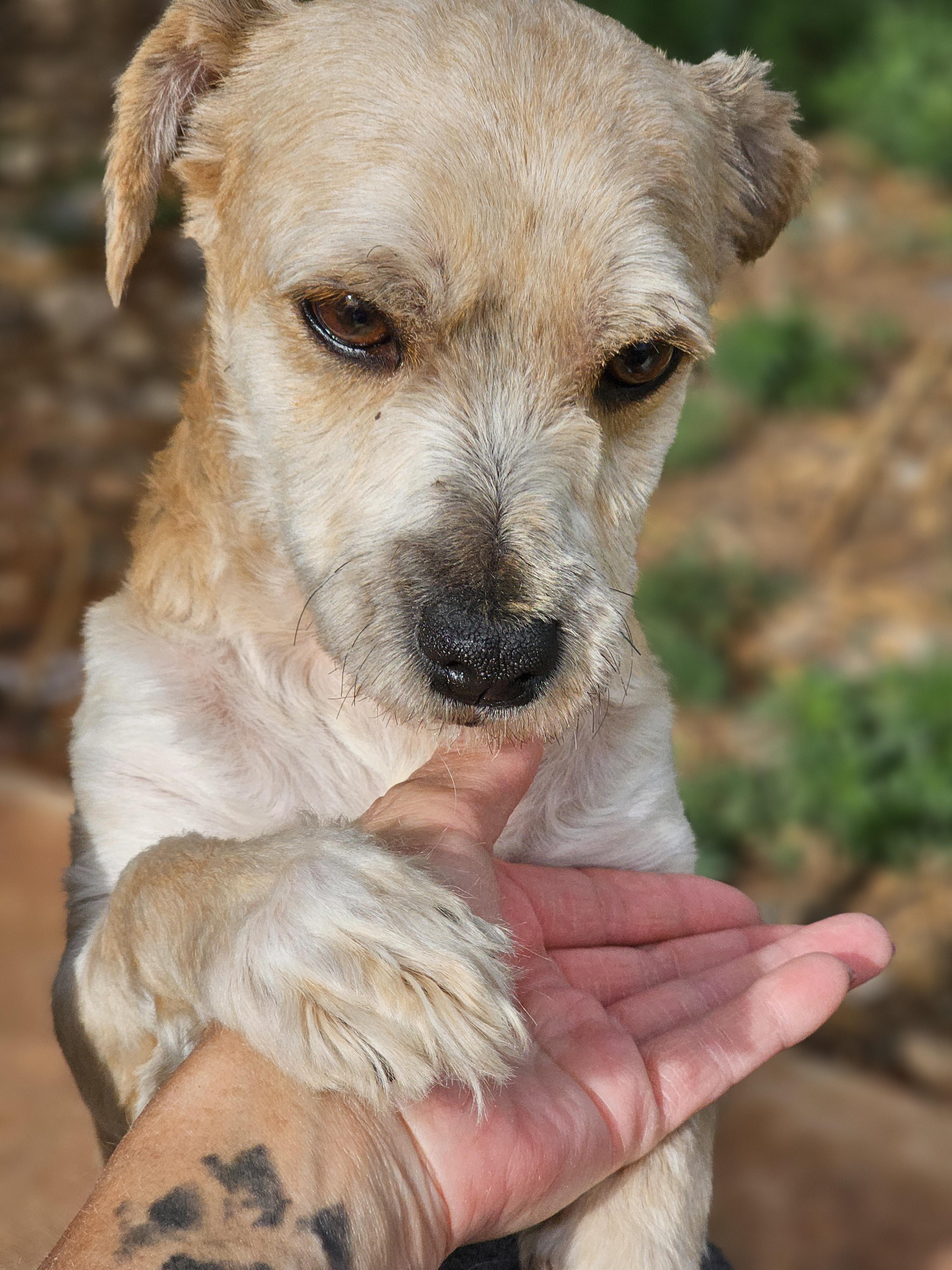 Enlarge Miney, a Adopted mixed breed in Clovis, NM image 3/6