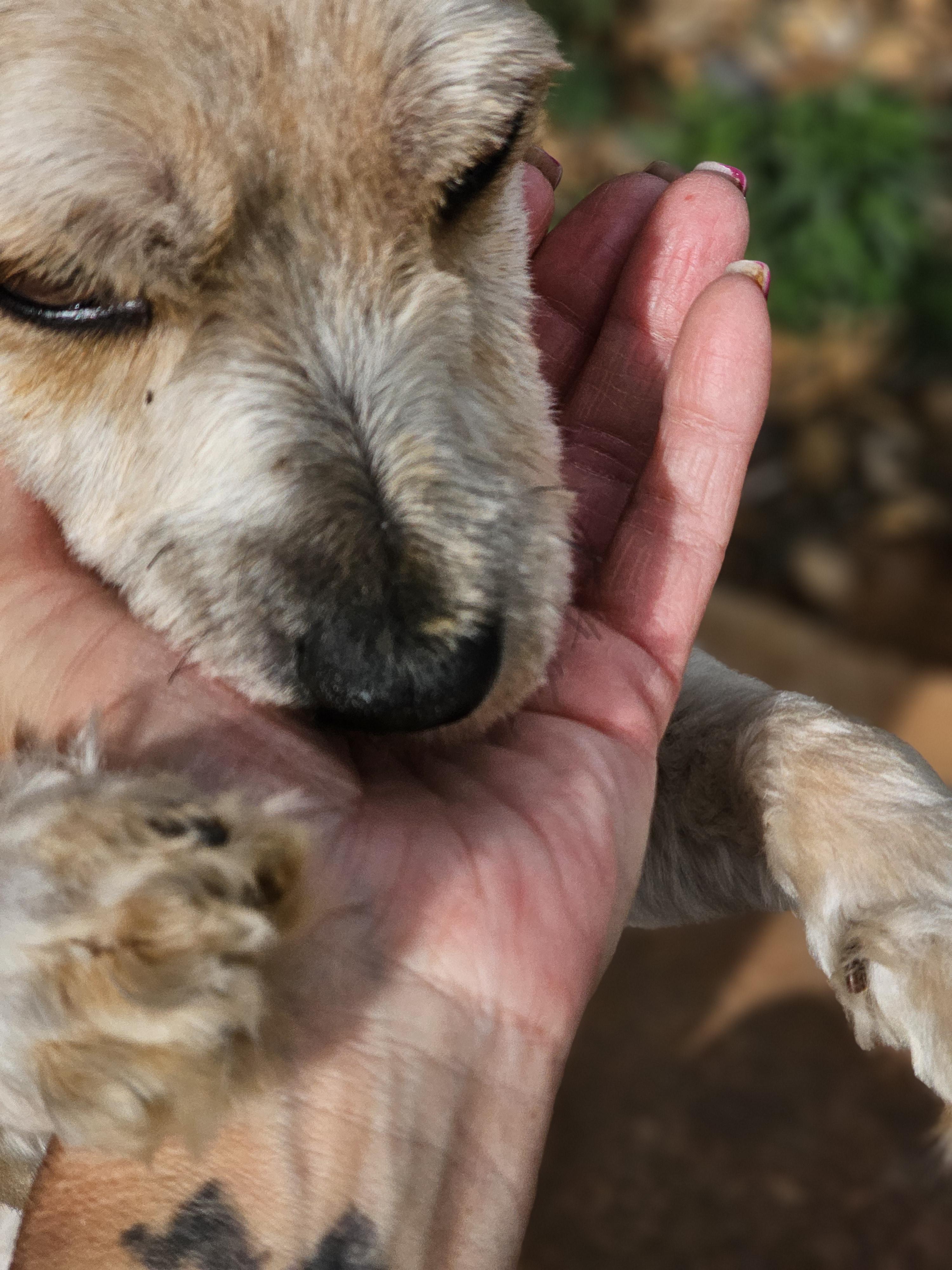 Enlarge Miney, a Adopted mixed breed in Clovis, NM image 4/6