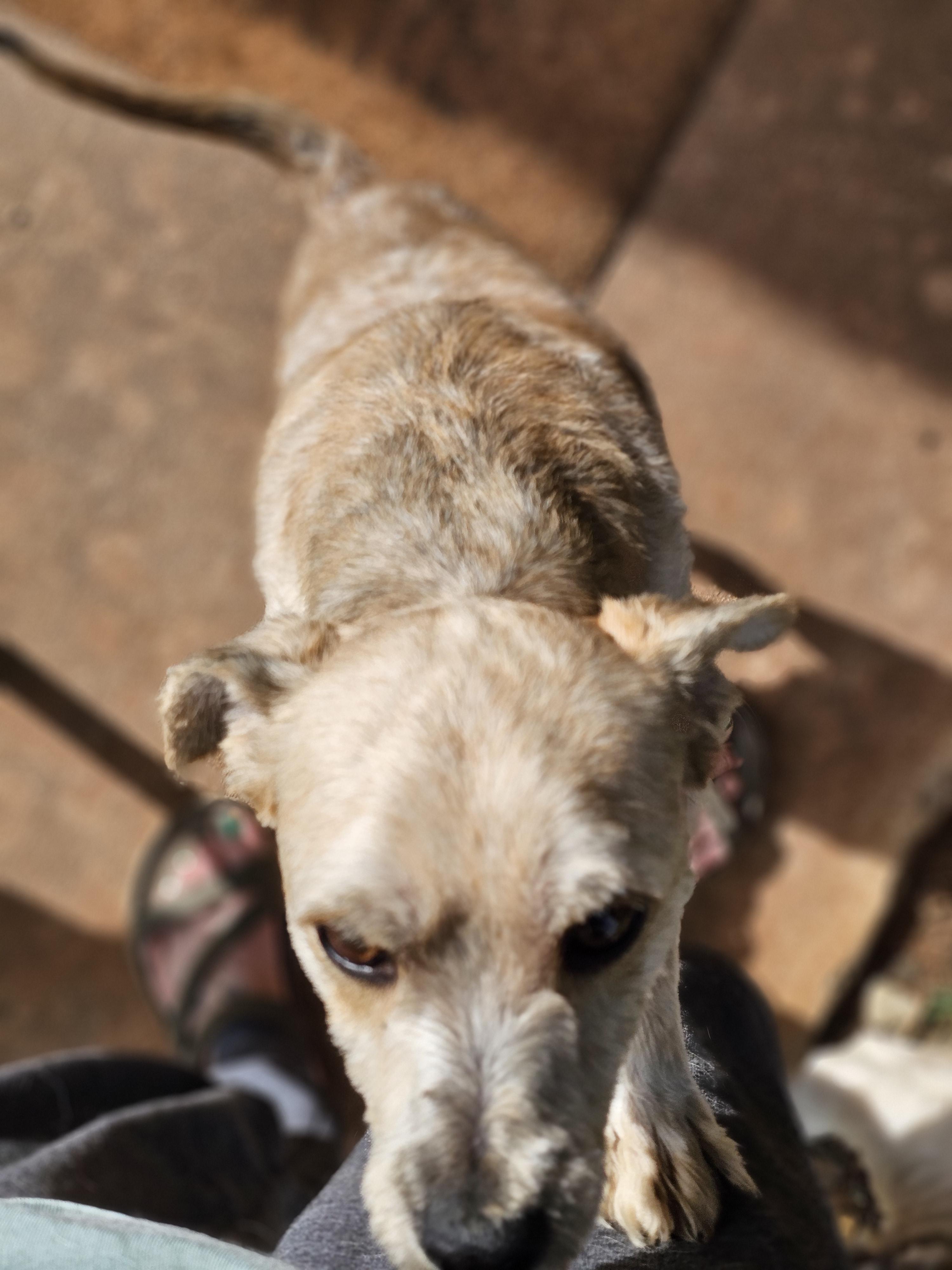 Enlarge Miney, a Adopted mixed breed in Clovis, NM image 5/6