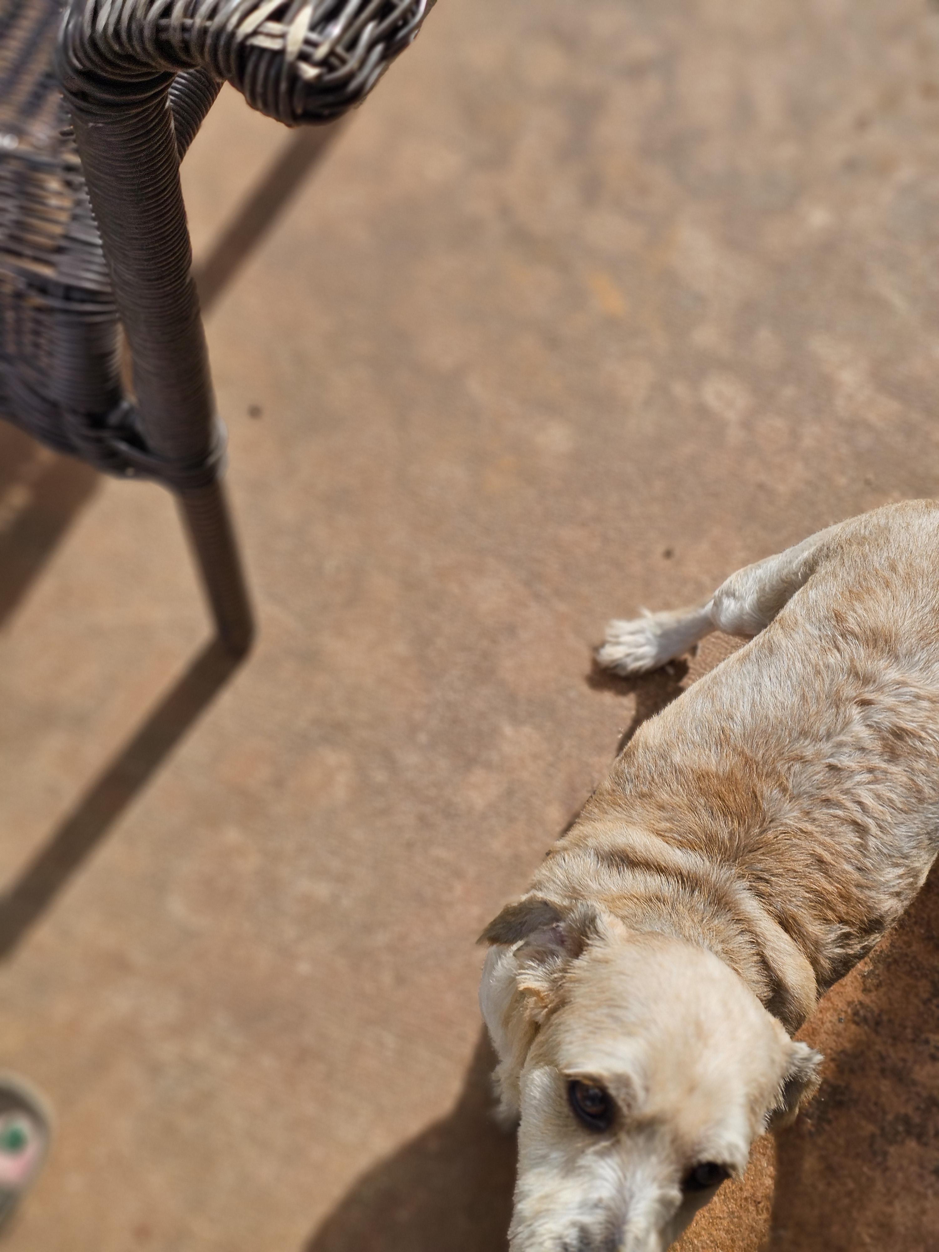 Enlarge Miney, a Adopted mixed breed in Clovis, NM image 6/6