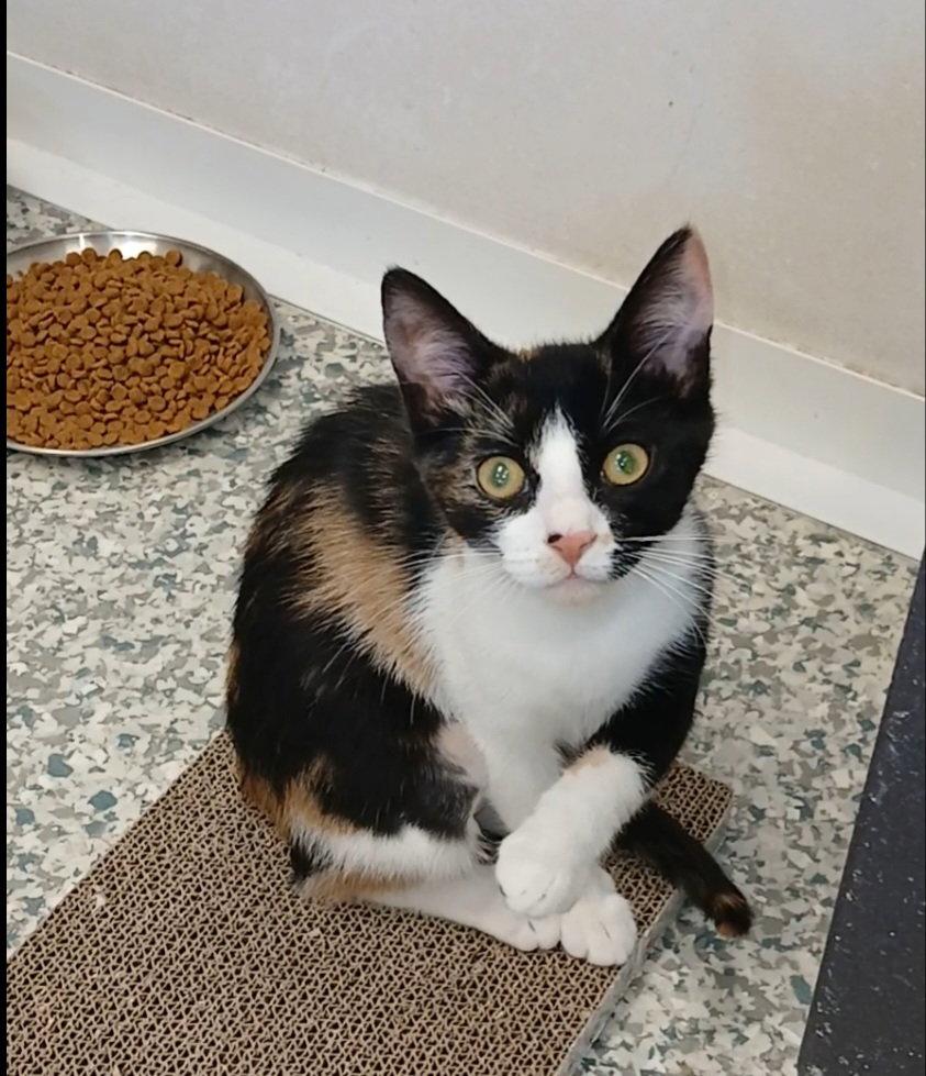 Enlarge Liara, a Adoptable mixed breed in Bay City, MI image 1/1