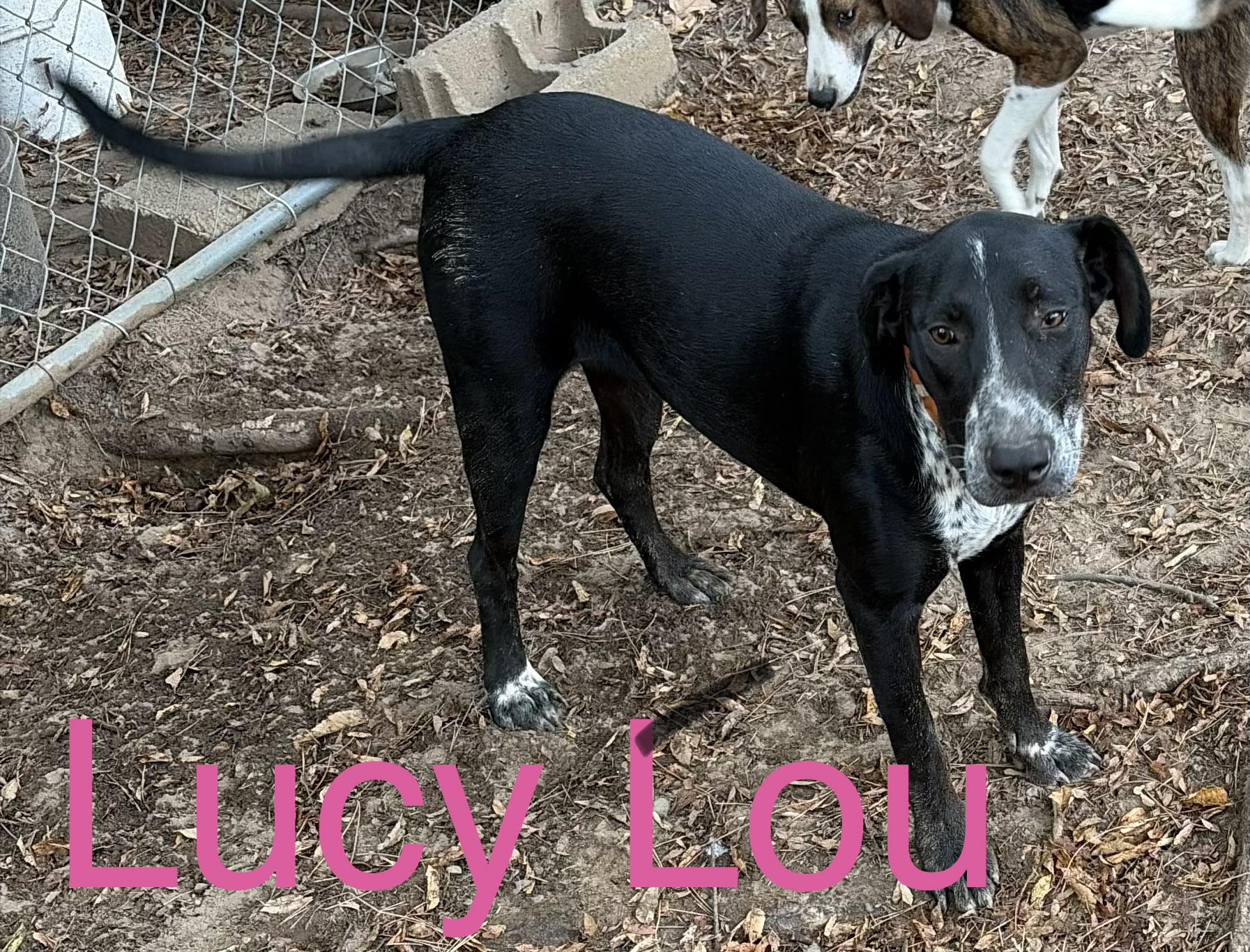 Enlarge Lucy Lou, a Adoptable mixed breed in Zimmerman, MN image 1/1