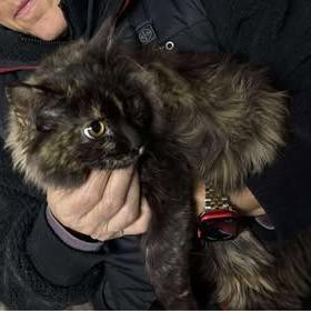 Henrietta, Adoptable, Kitten Female Domestic Long Hair.