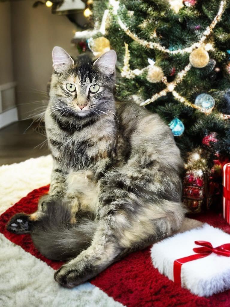 Elsa, ADOPTABLE, Adult Female Tortoiseshell.